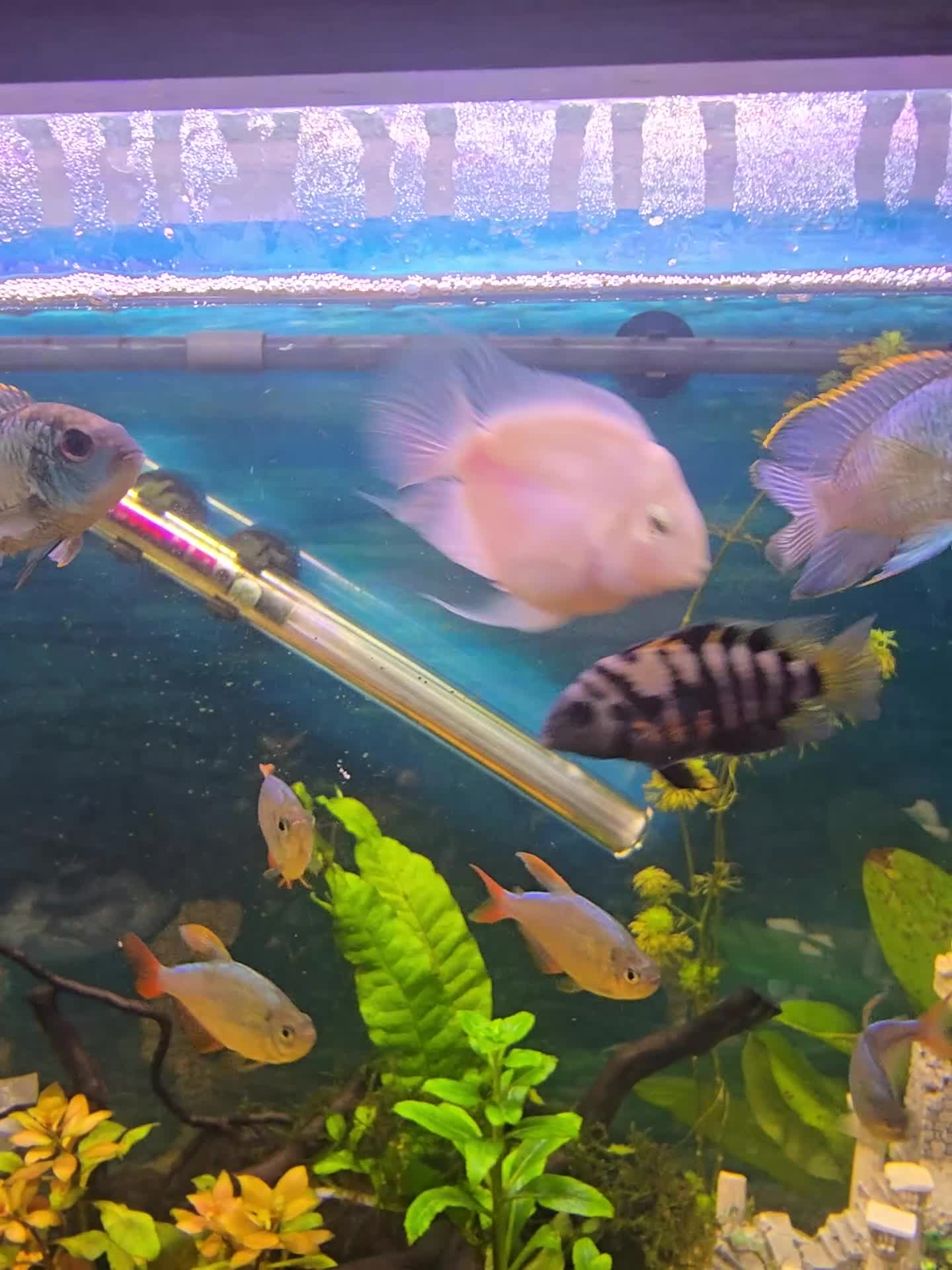 Cichlids fish for sale: Platinum parrot fish proven breeding pairs in Accrington - Video 2