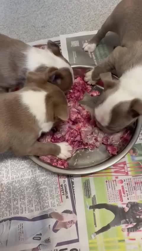 Boston Terrier dogs for sale: Last remaining girl looking for loving home in Stafford - Video 2