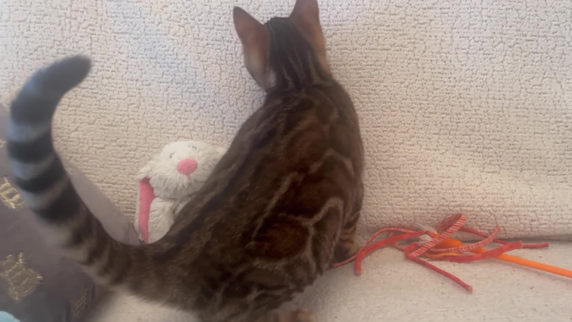 Bengal cats for sale: OUTSTANDING TICA reg BENGAL KITTENS - Video 1