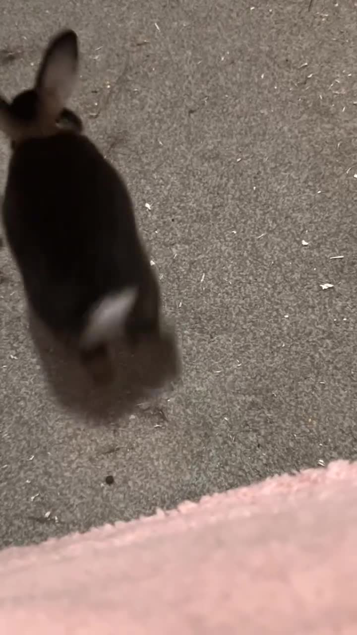 Mixed Breed rabbits for sale: Rabbit - Video 1
