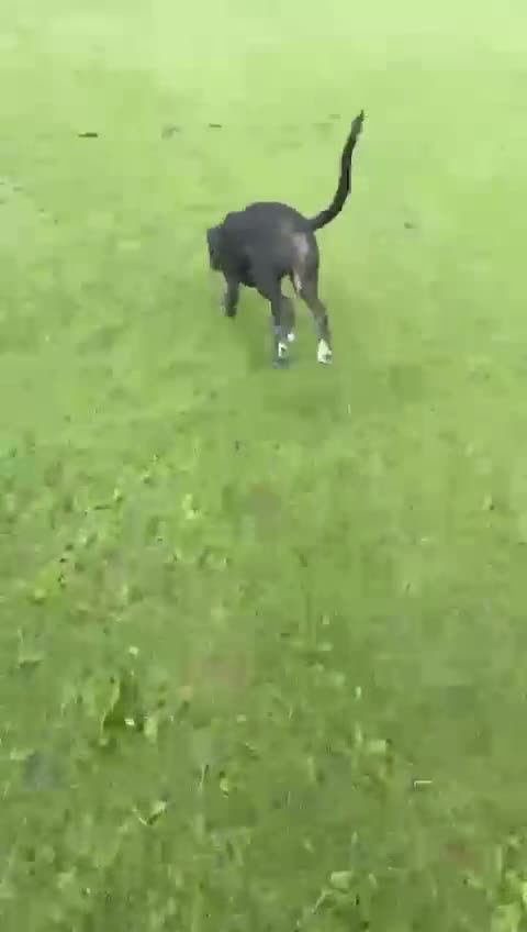 Cane Corso dogs for sale: 5 Month Female Cane Corso  - Video 1