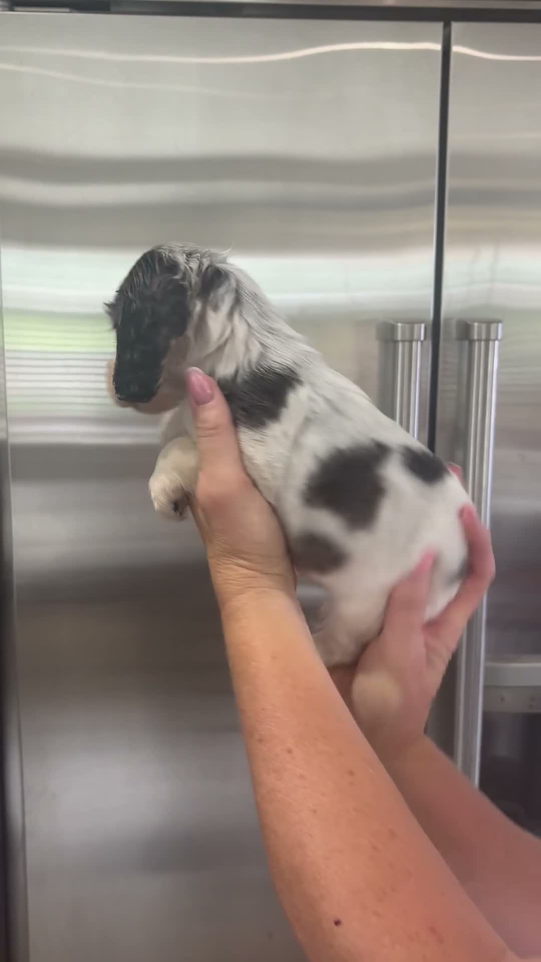 Cocker Spaniel dogs for sale: Extensively health tested show cocker spaniel pups - Video 4