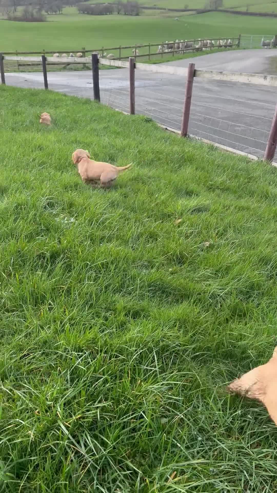 Cocker Spaniel dogs for sale: Kc Red Cocker Spaniel Puppies - Video 2