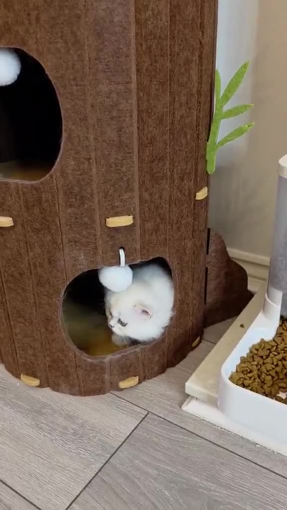 British Longhair cats for sale: British Longhair Kittens – Champion Lines ✨ - Video 1