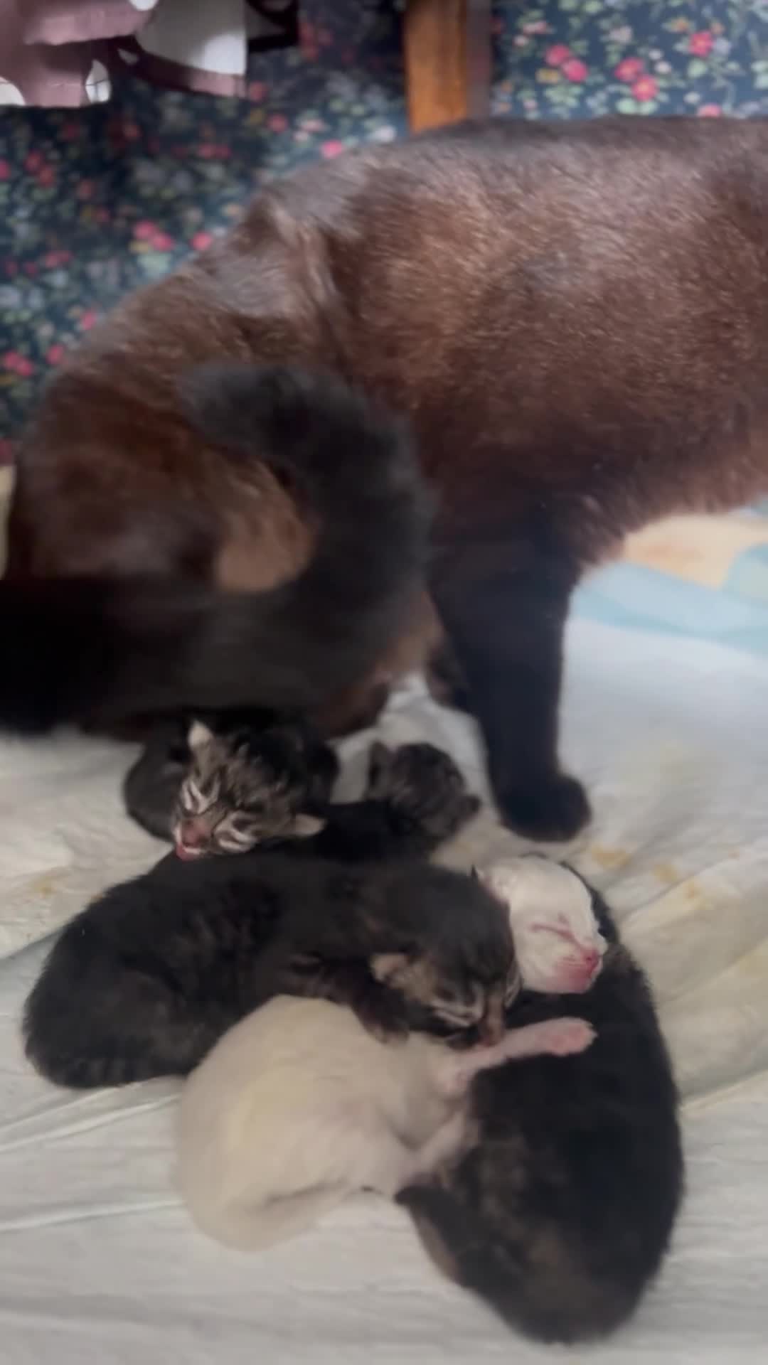 Perdoll cats for sale: PERDOLL (PERSIAN-RAGDOLL) KITTENS - Video 2