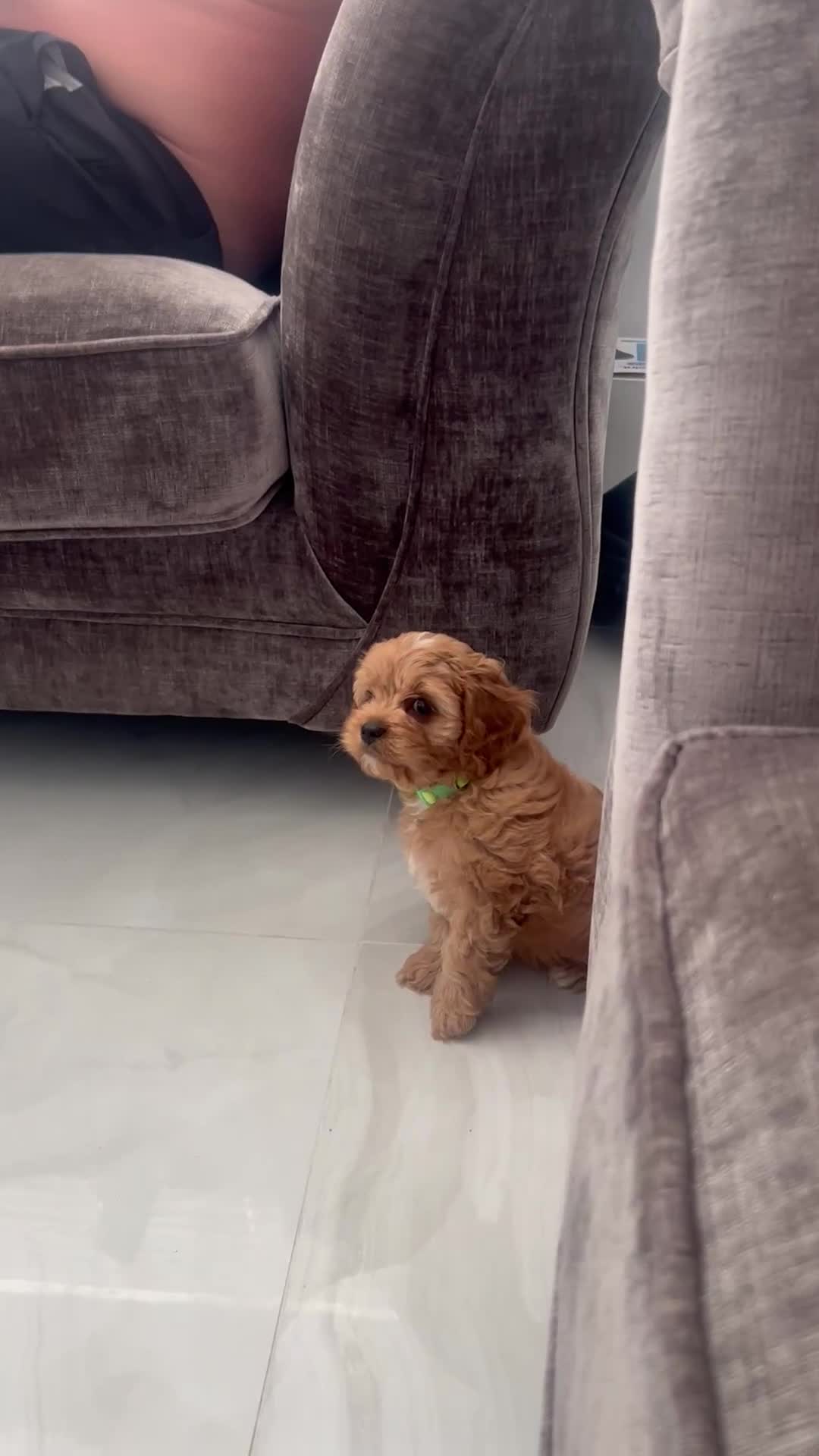 Cavapoo dogs for sale: Stunning F1 Toy Cavapoos, health tested parents  - Video 5