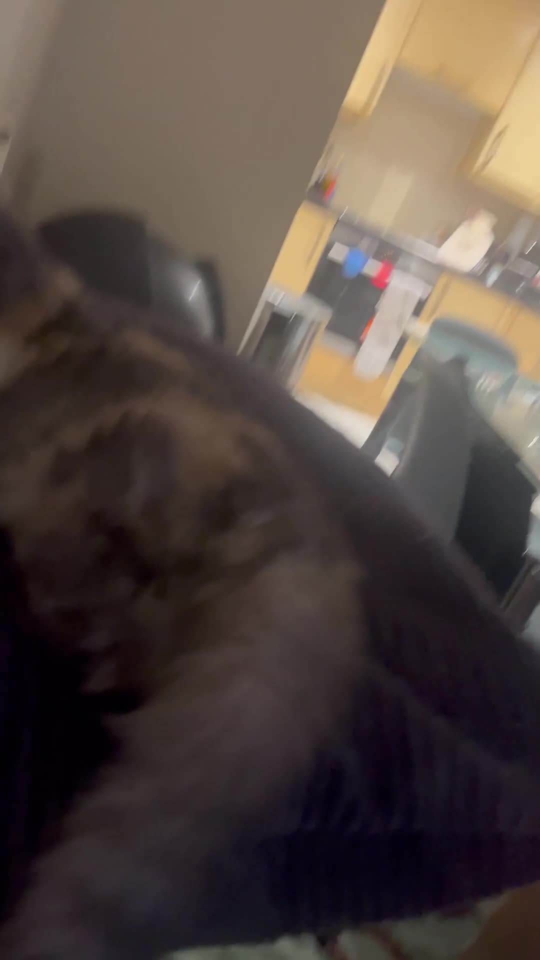 Exotic cats for sale: LAST GCCF ACTIVE SUPERIOR QUALITY EXOTIC FEMALE  - Video 1