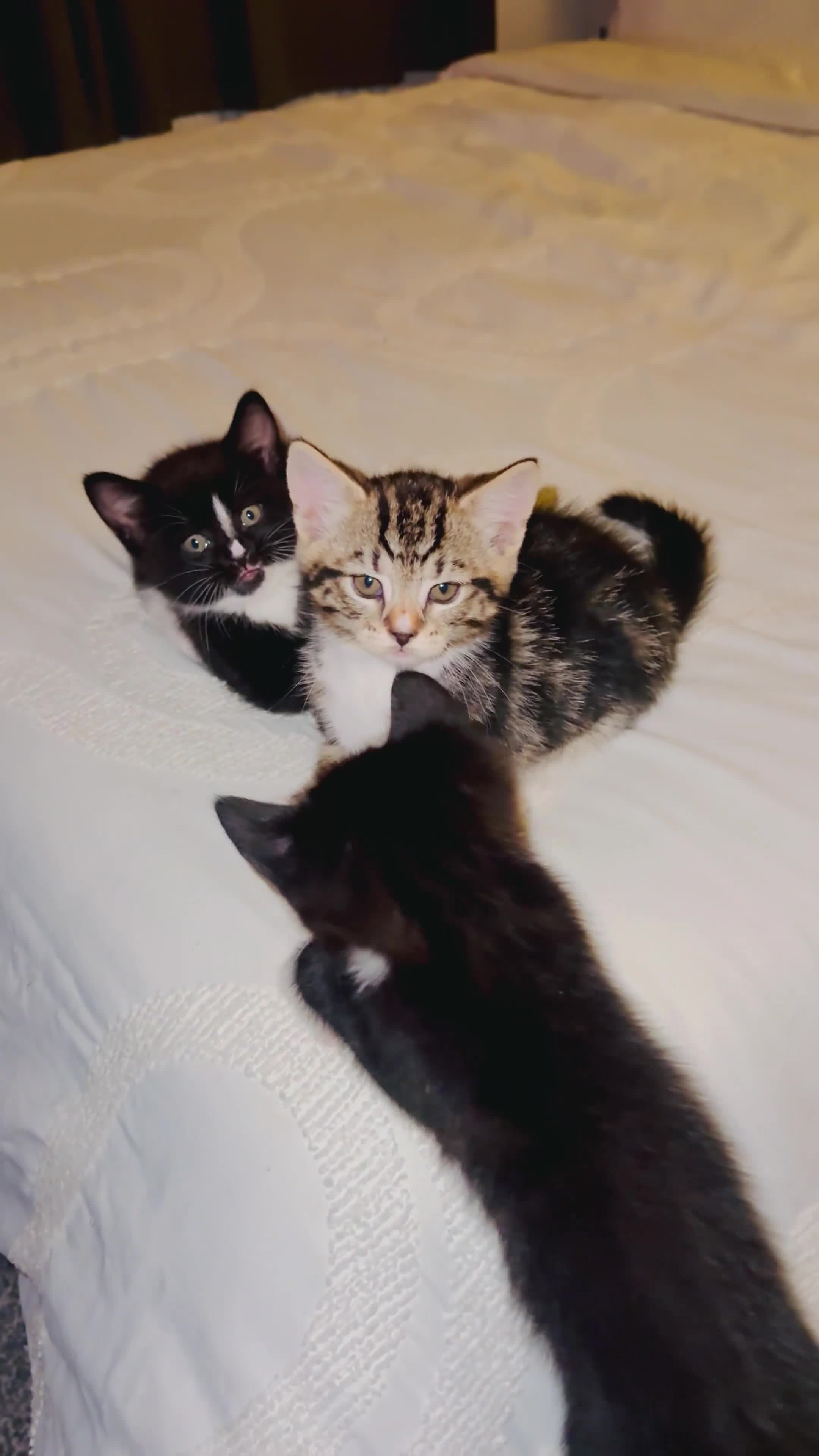Turkish Angora cats for sale: 1 REMAINING Beautiful TurkishAngora Cross Kittens  - Video 1