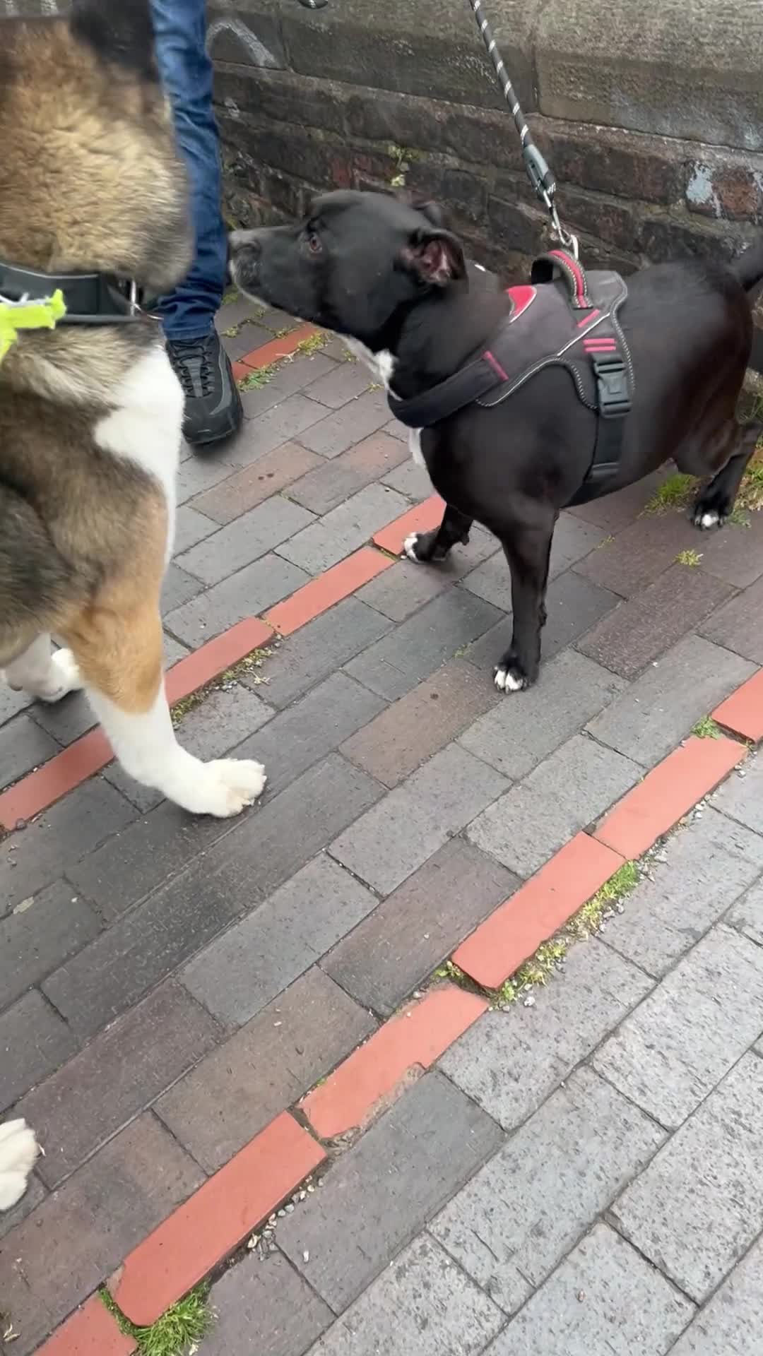 Akita dogs for stud: Chico’s finding LOVE… in Birmingham - Video 4