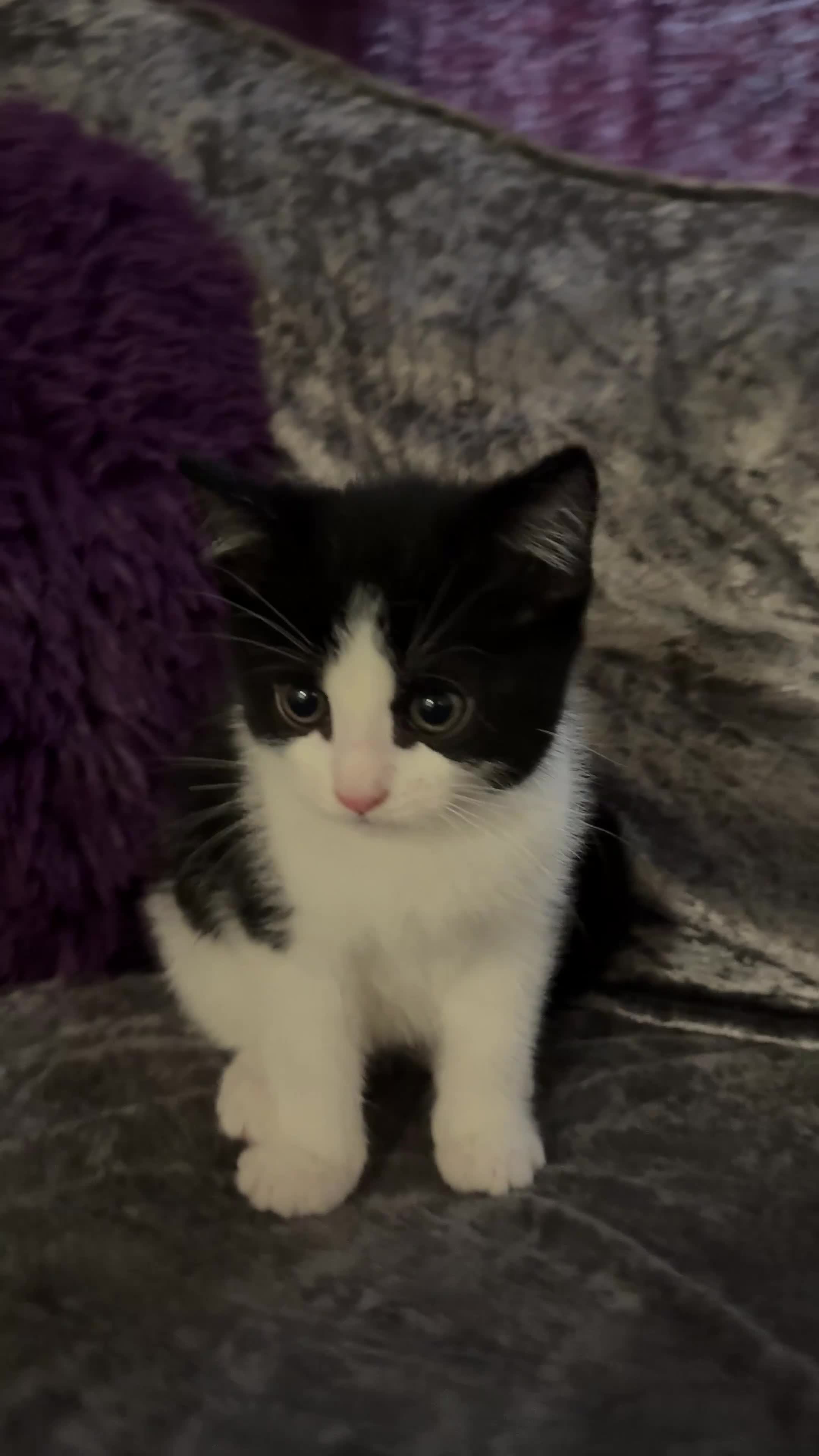 Domestic Shorthair cats for sale: 5 kittens - Video 3