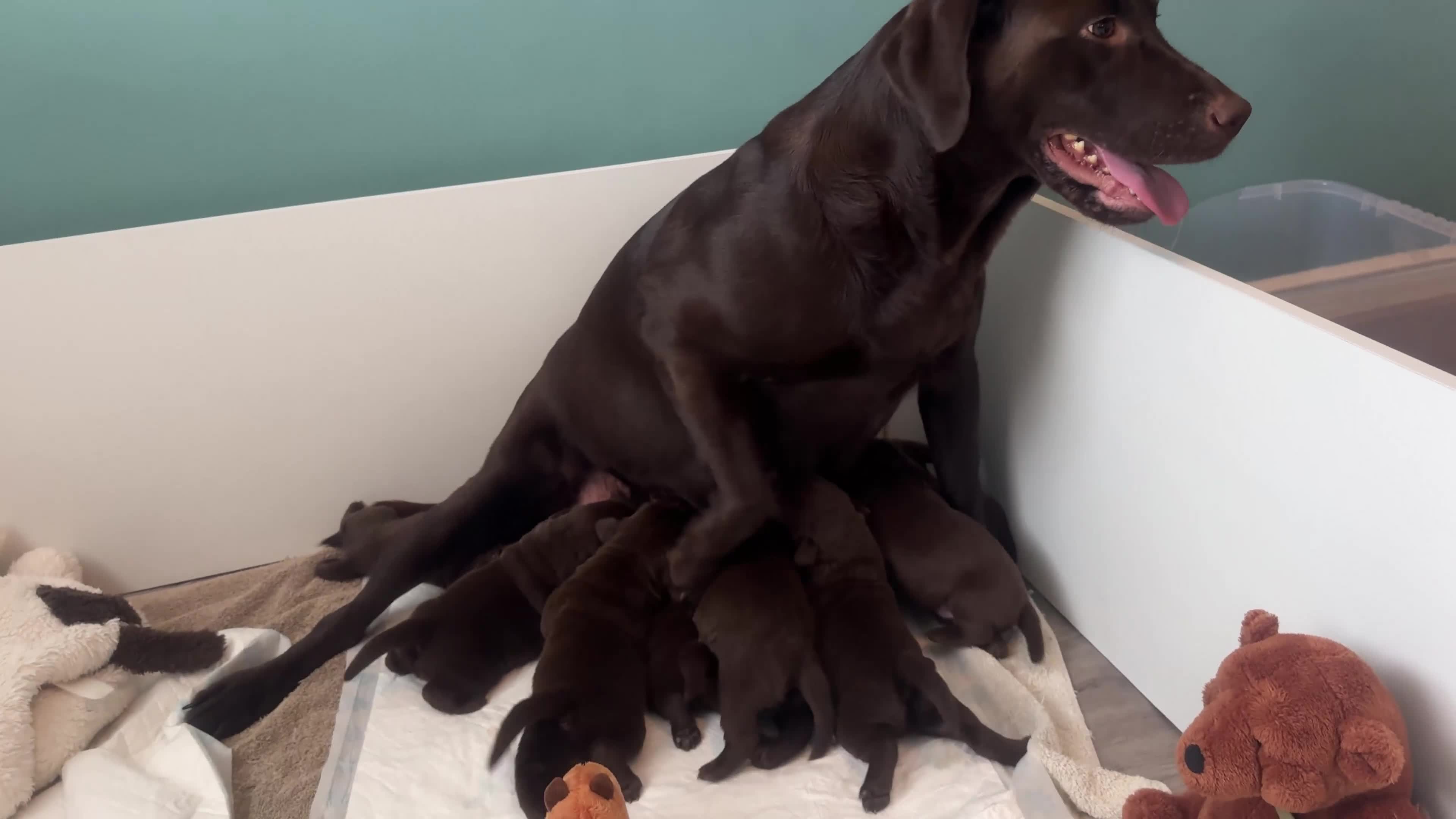 Labrador Retriever dogs for sale: 5 Stars 🌟 Chocolate Labradors  🌟  - Video 2