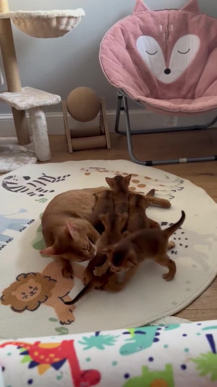 Abyssinian cats for sale: Abyssinian kittens  - Video 2