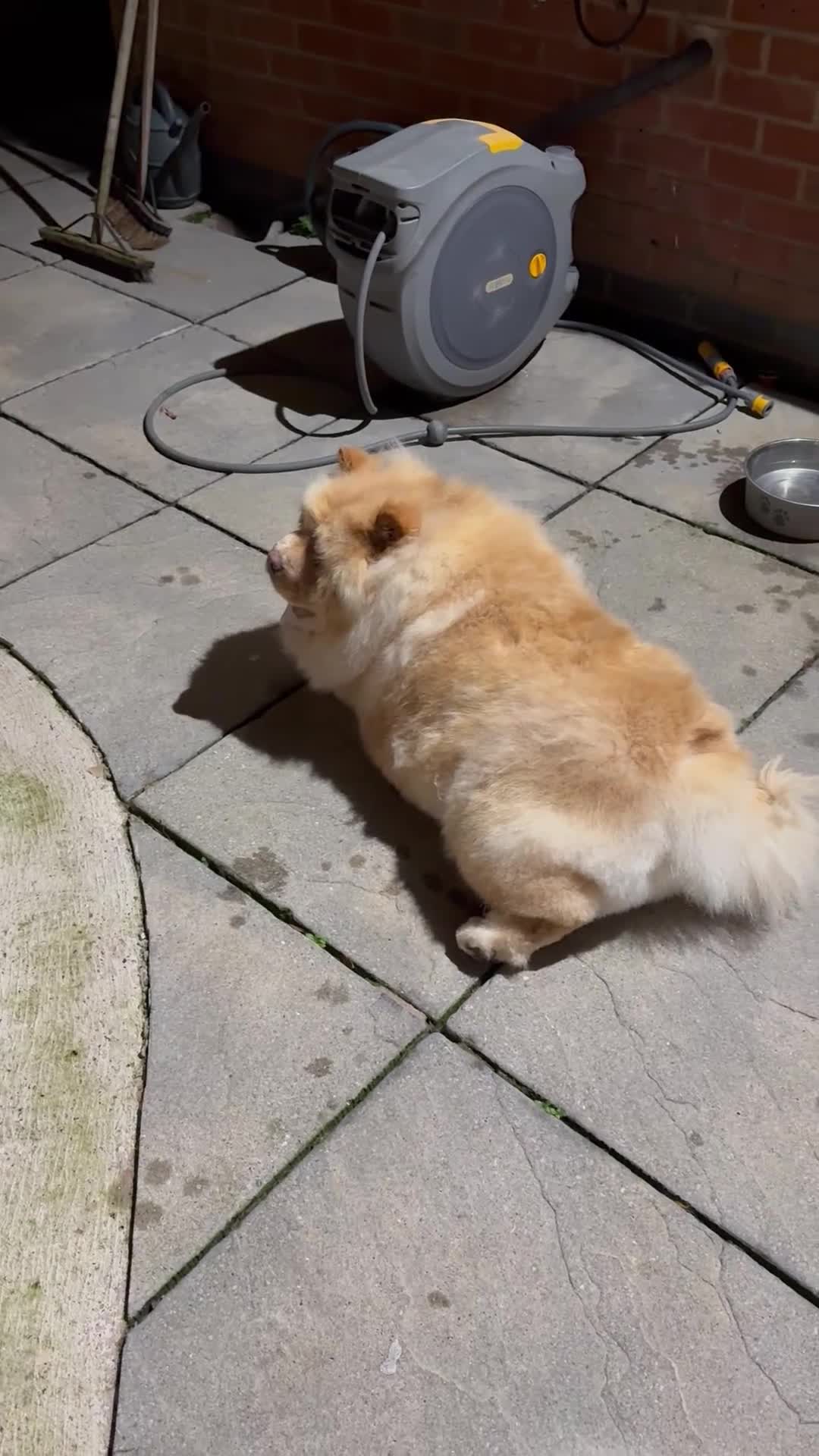 Chow Chow dogs for sale: Beautiful Male Chow - pls read full advert - Video 1