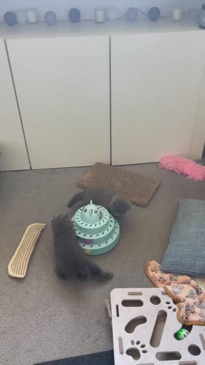 British Shorthair cats for sale: Beautiful British Shorthair kittens available  - Video 1