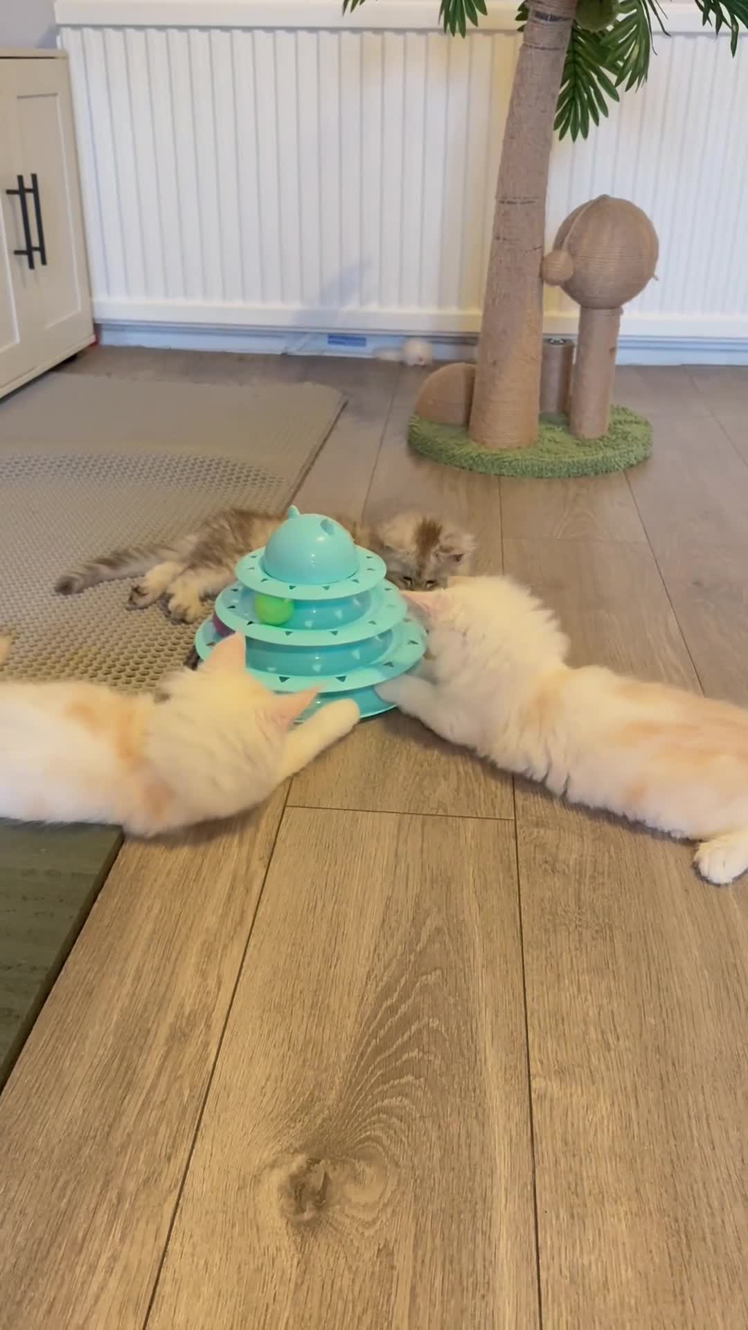 Maine Coon cats for sale:     🌟🌟Amazing Kittens Maine Coon 🌟🌟 - Video 2