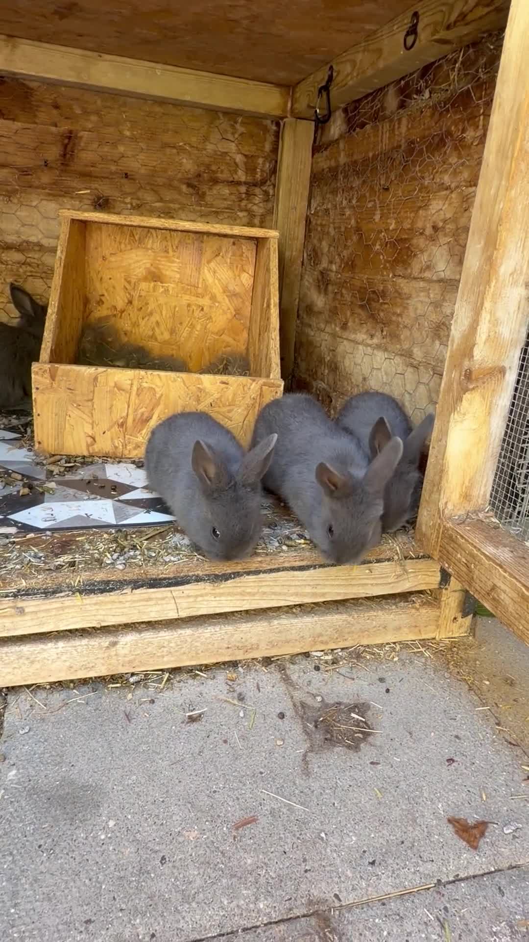 Mixed Breed rabbits for sale: Holicer Ready - Video 2