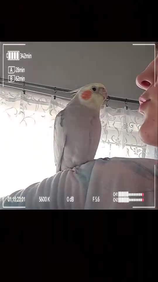 Cockatiels birds for sale: Cockatiel almost a year old.  - Video 1