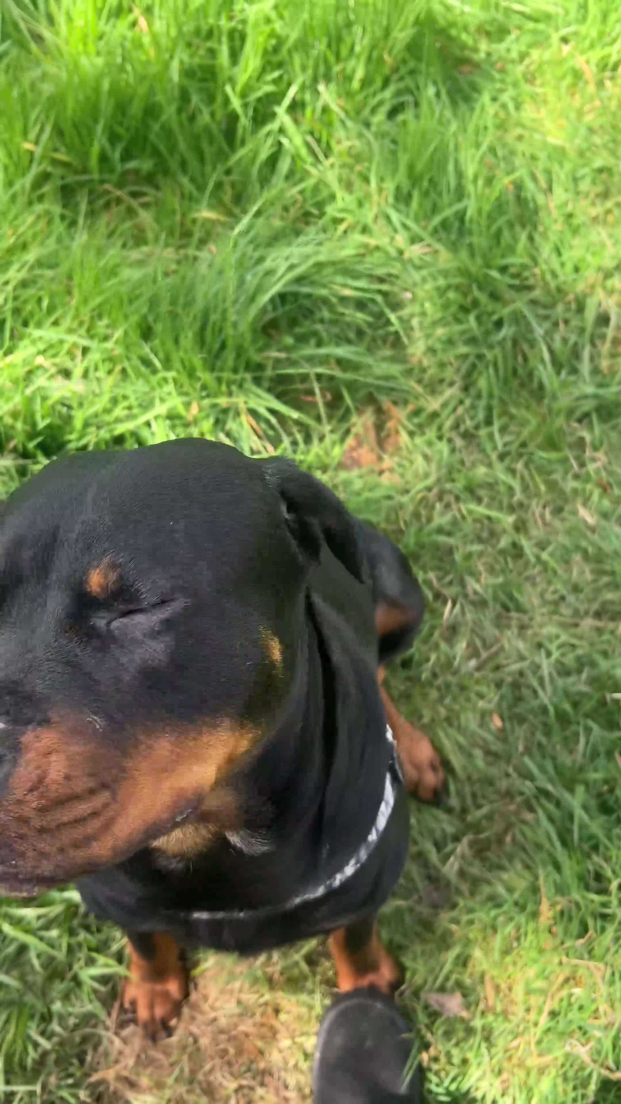 Mixed Breed dogs for sale: Rottweiler x Old Tyme Bulldog Puppies 6 months old - Video 2