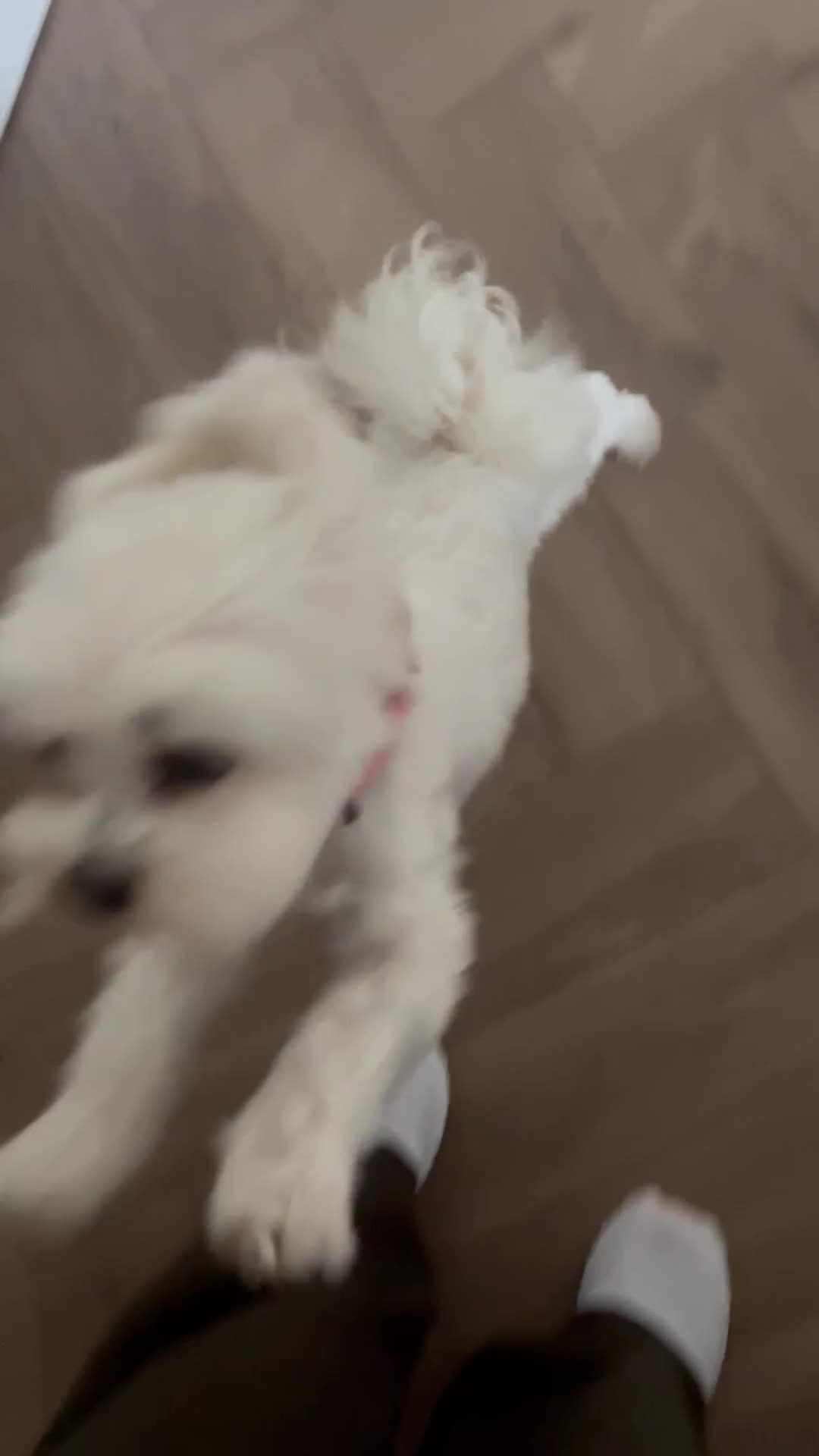 Maltese dogs for sale: KC Reg Korean Maltese girls - Video 1
