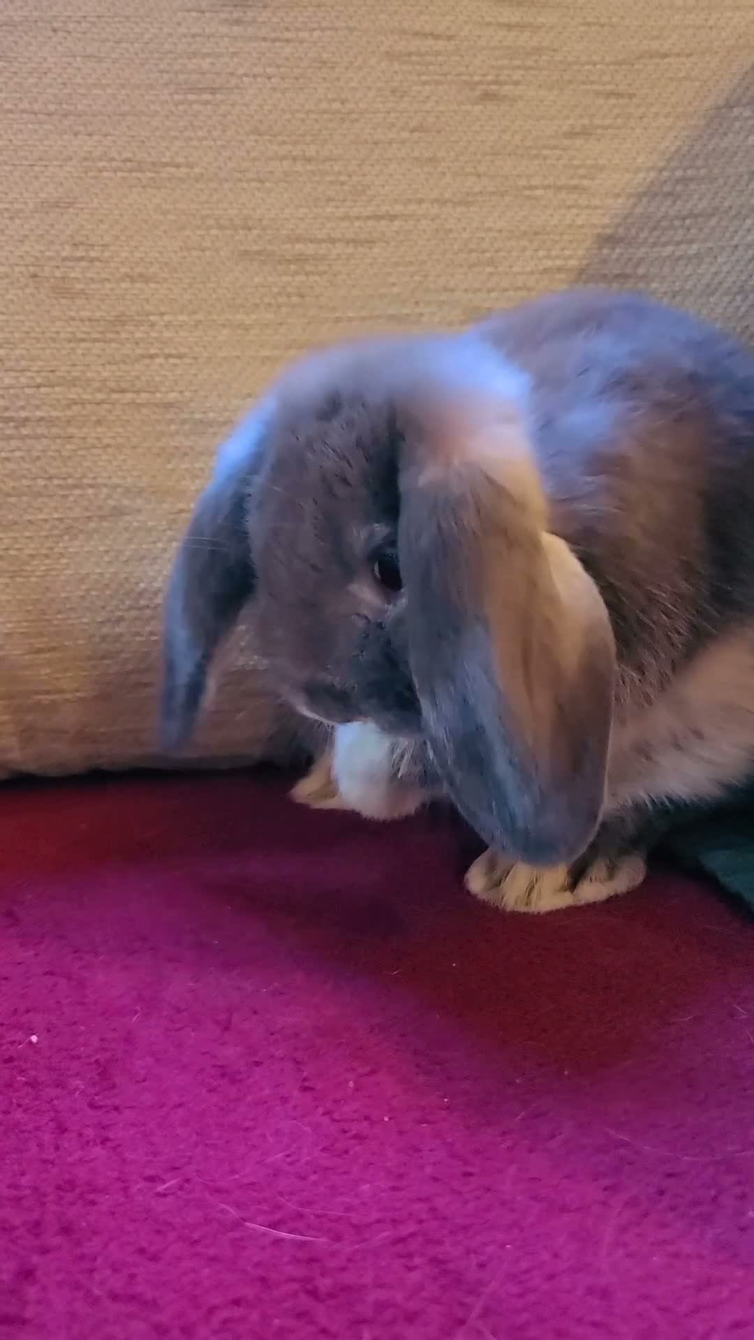 Mixed Breed rabbits for sale: Friendly bunnies ready to go in Southampton - Video 1