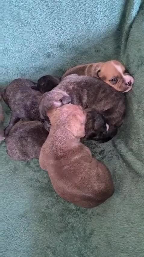 Staffordshire Bull Terrier dogs for sale: Beautiful Staffy puppies. - Video 1