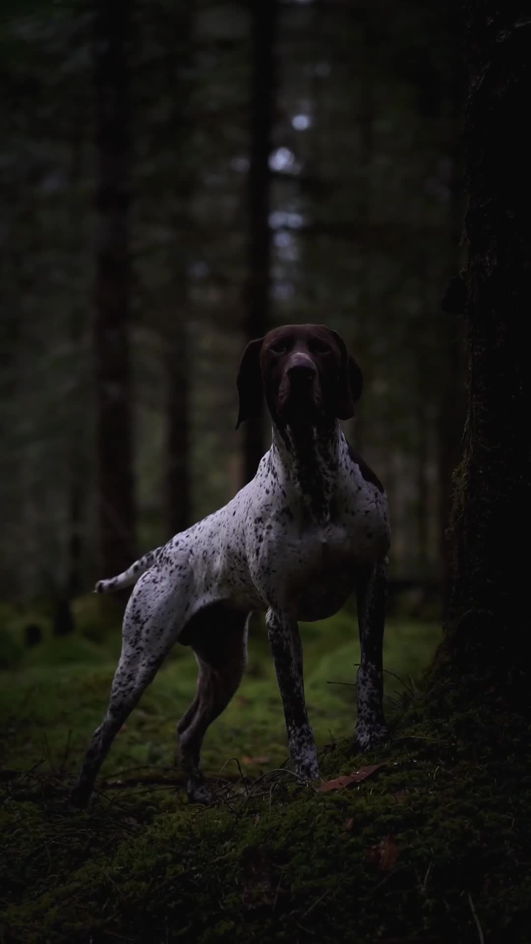 German Shorthaired Pointer dogs for stud: KC GSP Stud – Stunning, Strong, Smart - Video 2