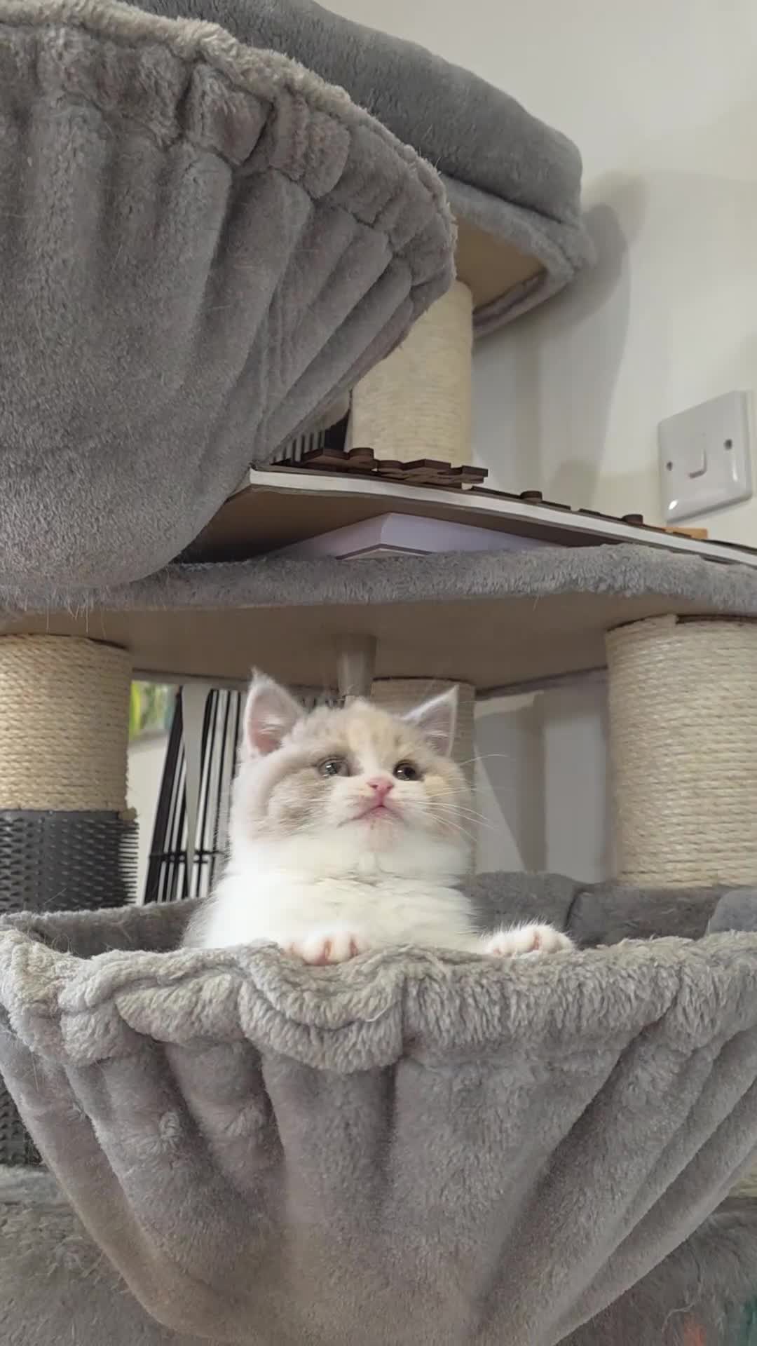 British Shorthair cats for sale: British Shorthair & Longhair Pedigree RegKittens   - Video 1