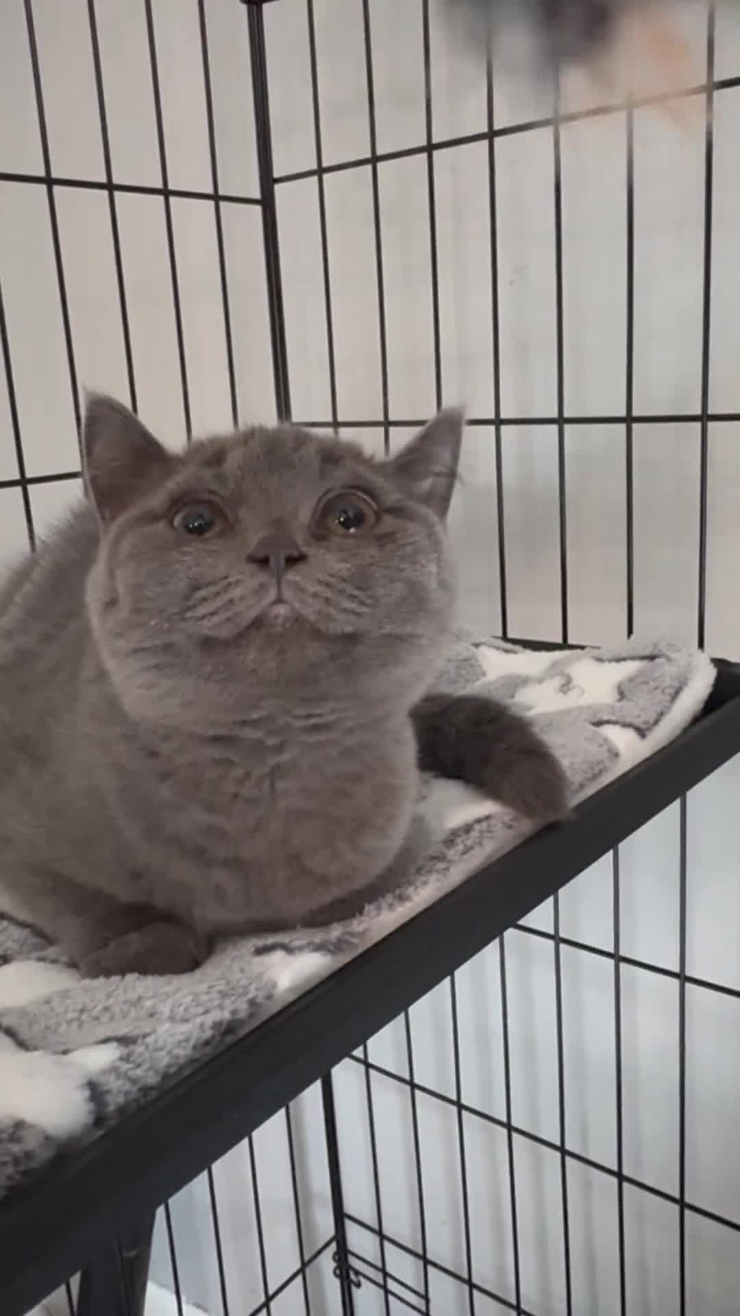 British Shorthair cats for sale: Britsh shorthair  - Video 1
