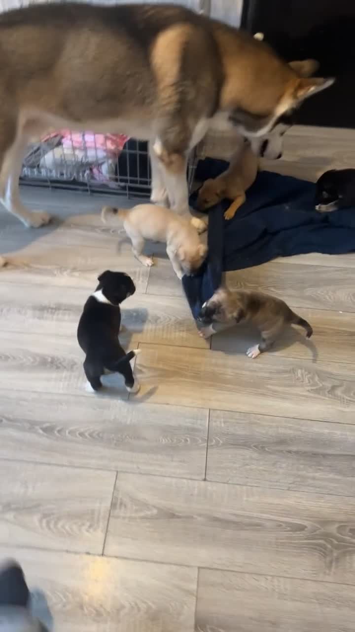 Mixed Breed dogs for sale: Husky x Staffy puppy’s ready now!  - Video 1