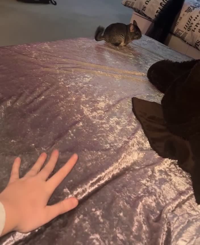 Chinchilla rodents for sale: Stitch & Milo - Not Bonded!  - Video 2