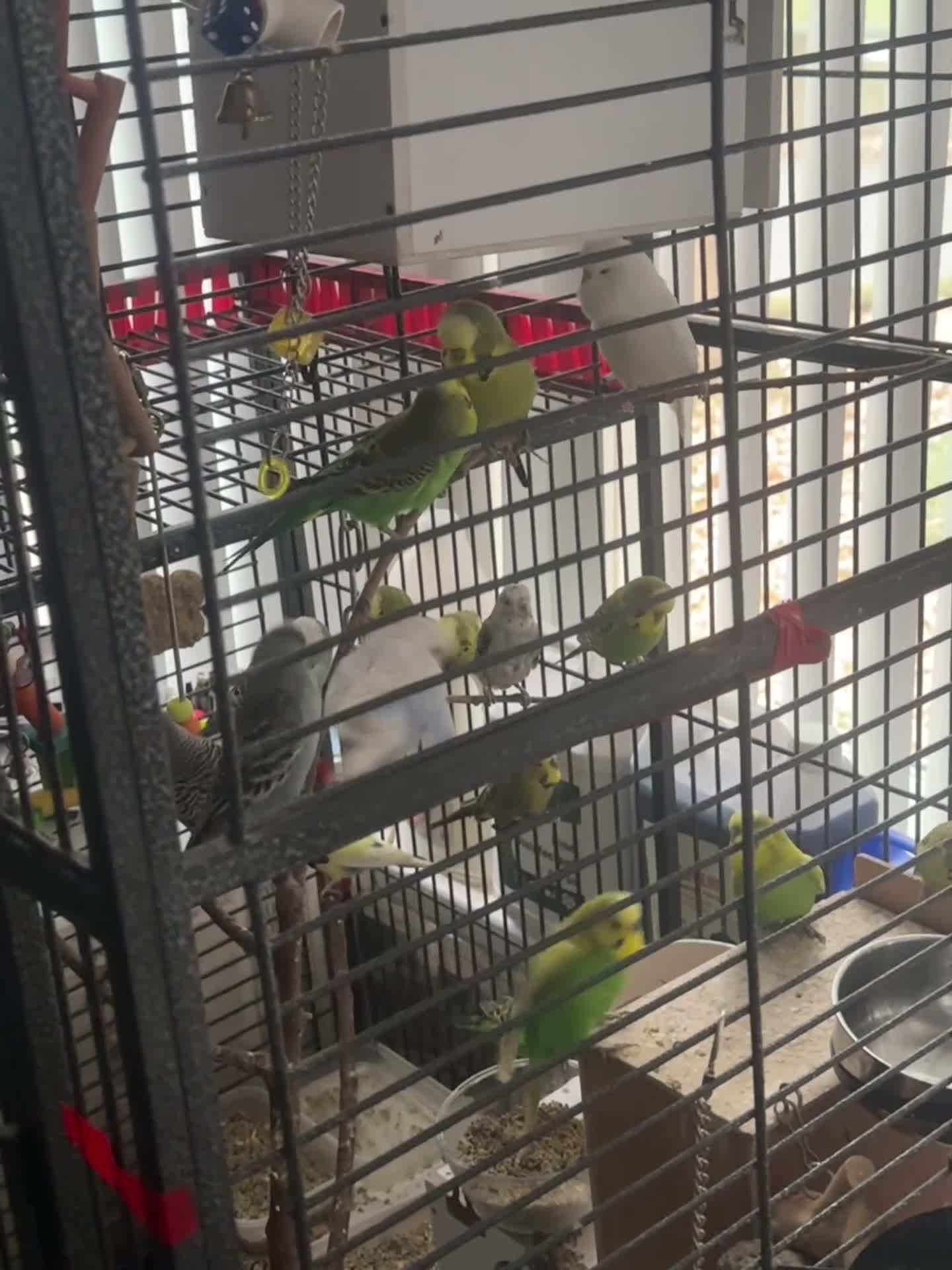 Budgerigars birds for sale: Mixed budgies - Video 1
