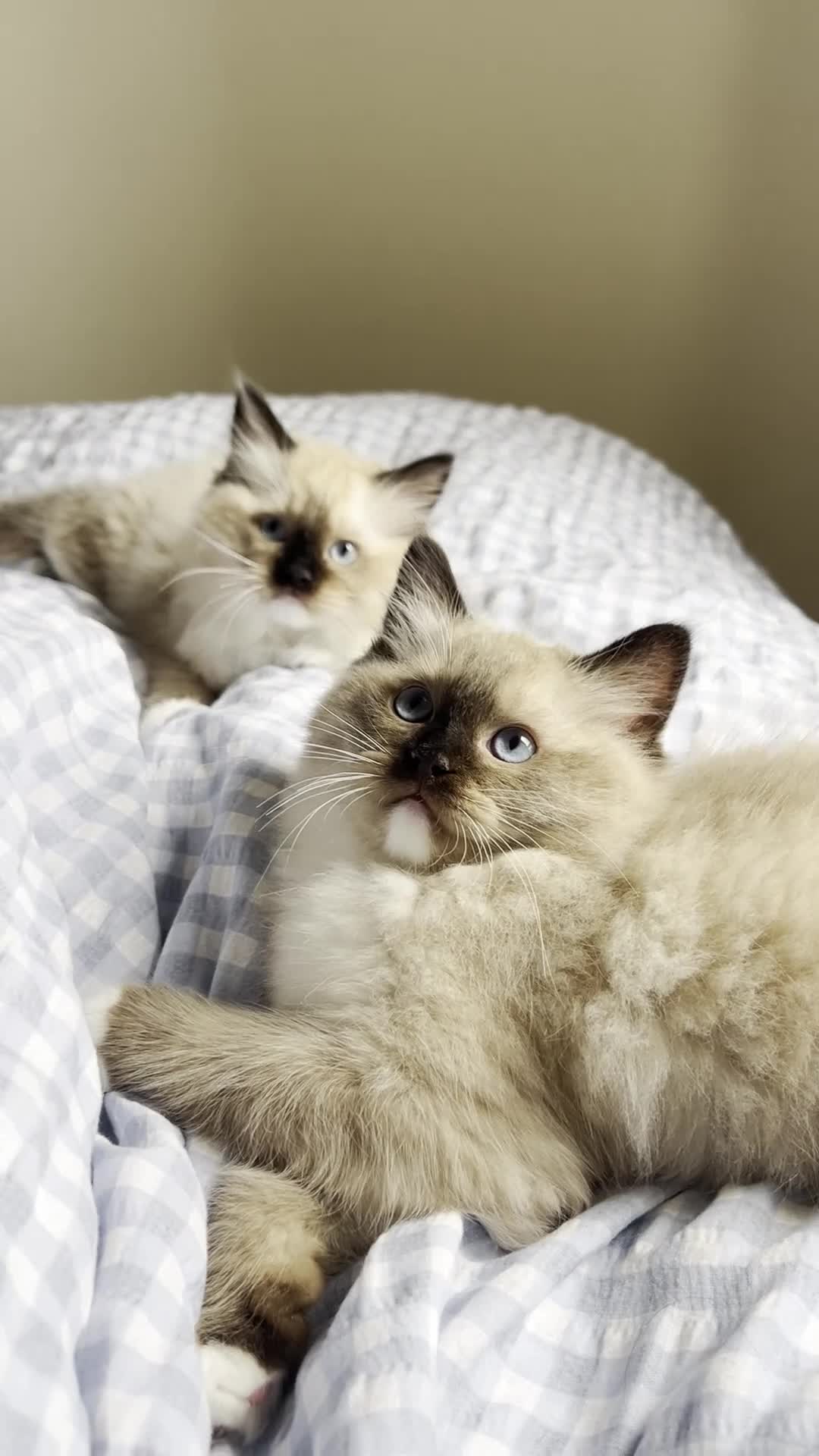Ragdoll cats for sale: Gorgeous ragdoll kittens- boy + girl  - Video 1