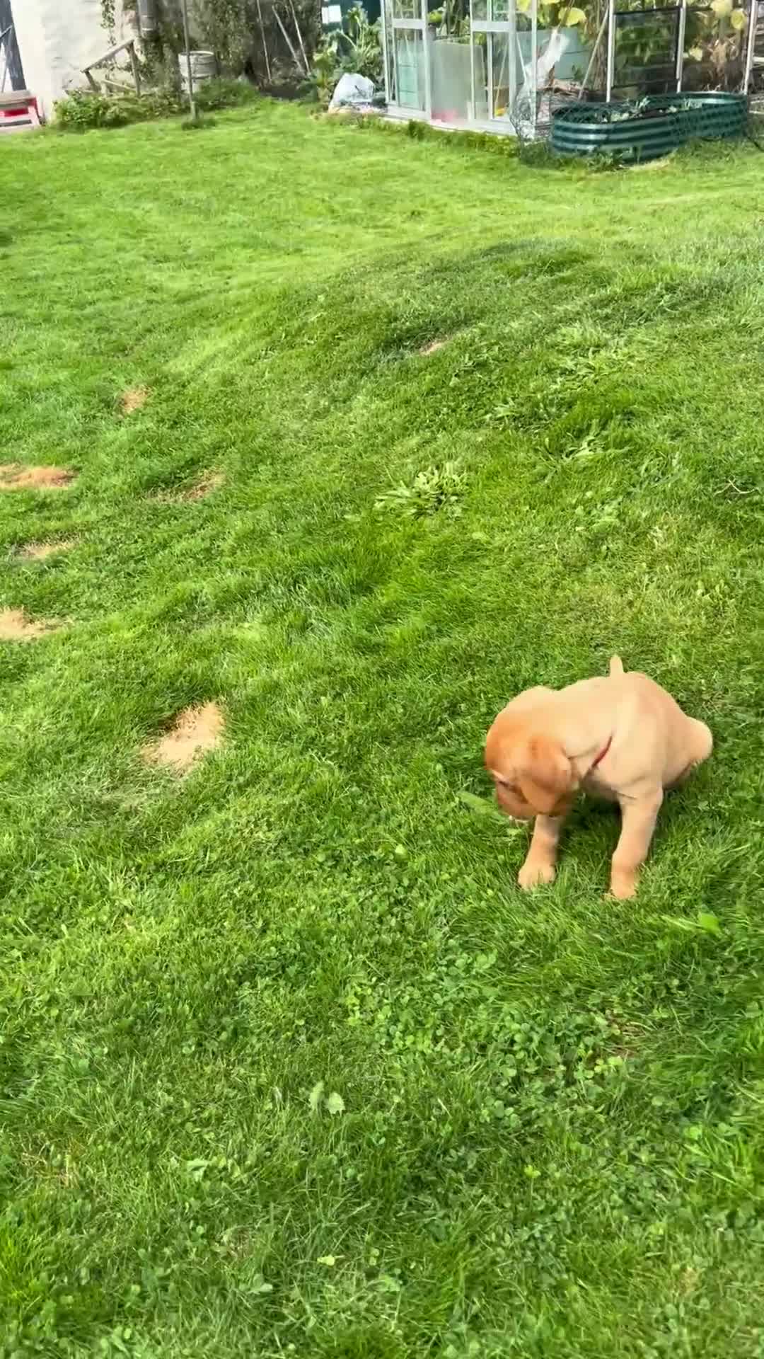 Labrador Retriever dogs for sale: KC REG FOX RED LABRADOR PUPPIES - Video 4