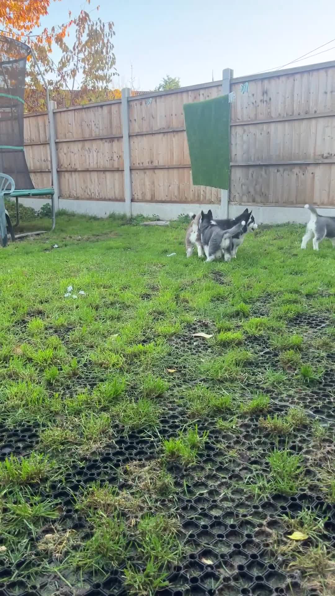 Siberian Husky dogs for sale: Siberian husky puppies available - Video 3