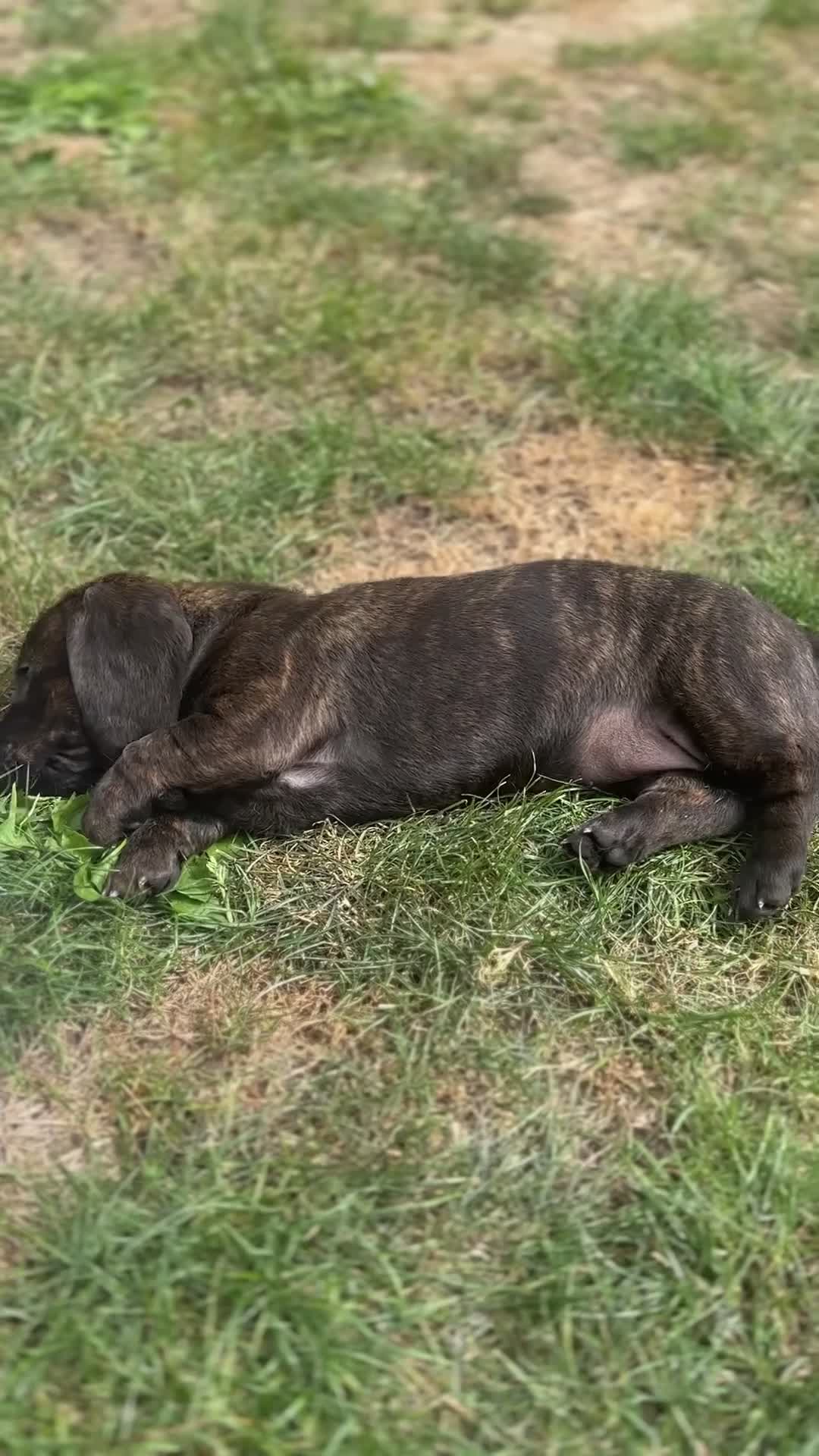 Dachshund dogs for sale: KC Standard Brindle Dachshund puppy/girl - Video 3
