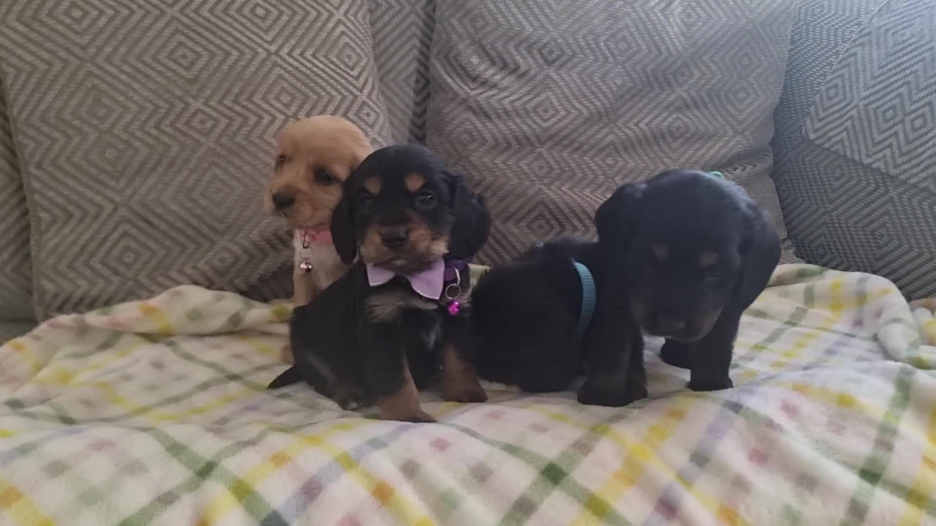 Cocker Spaniel dogs for sale: Cocker spaniel pups  - Video 1