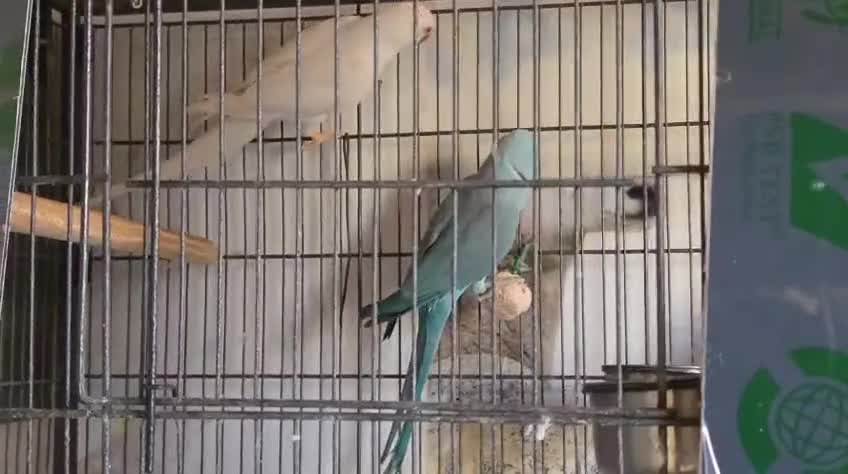Ringnecks birds for sale: Lutino ringneck  - Video 1