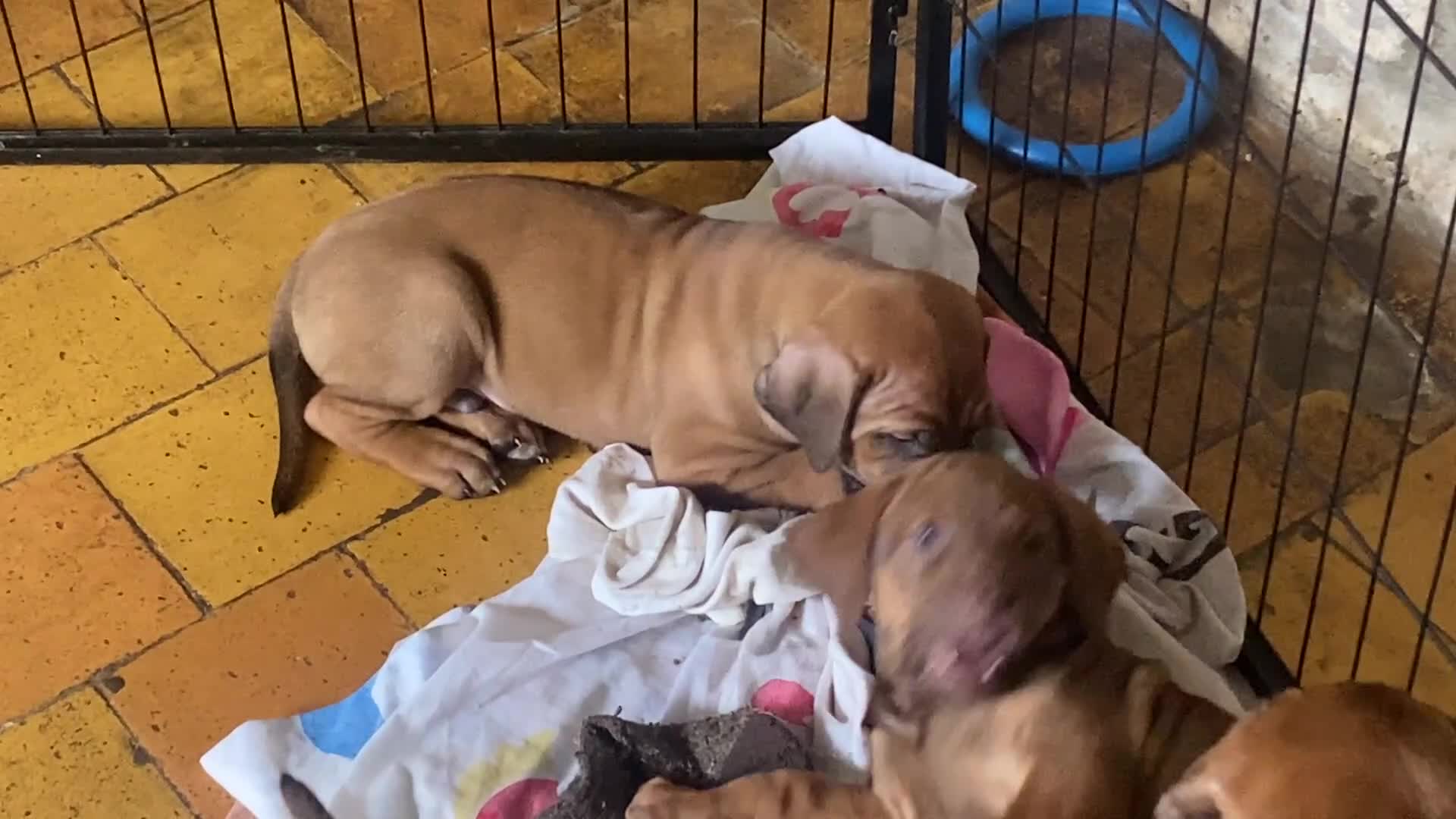 Rhodesian Ridgeback dogs for sale: LADYLIUWA KC REG. LITTER: LAST TWO PUPS FOR SALE in Grantham - Video 1