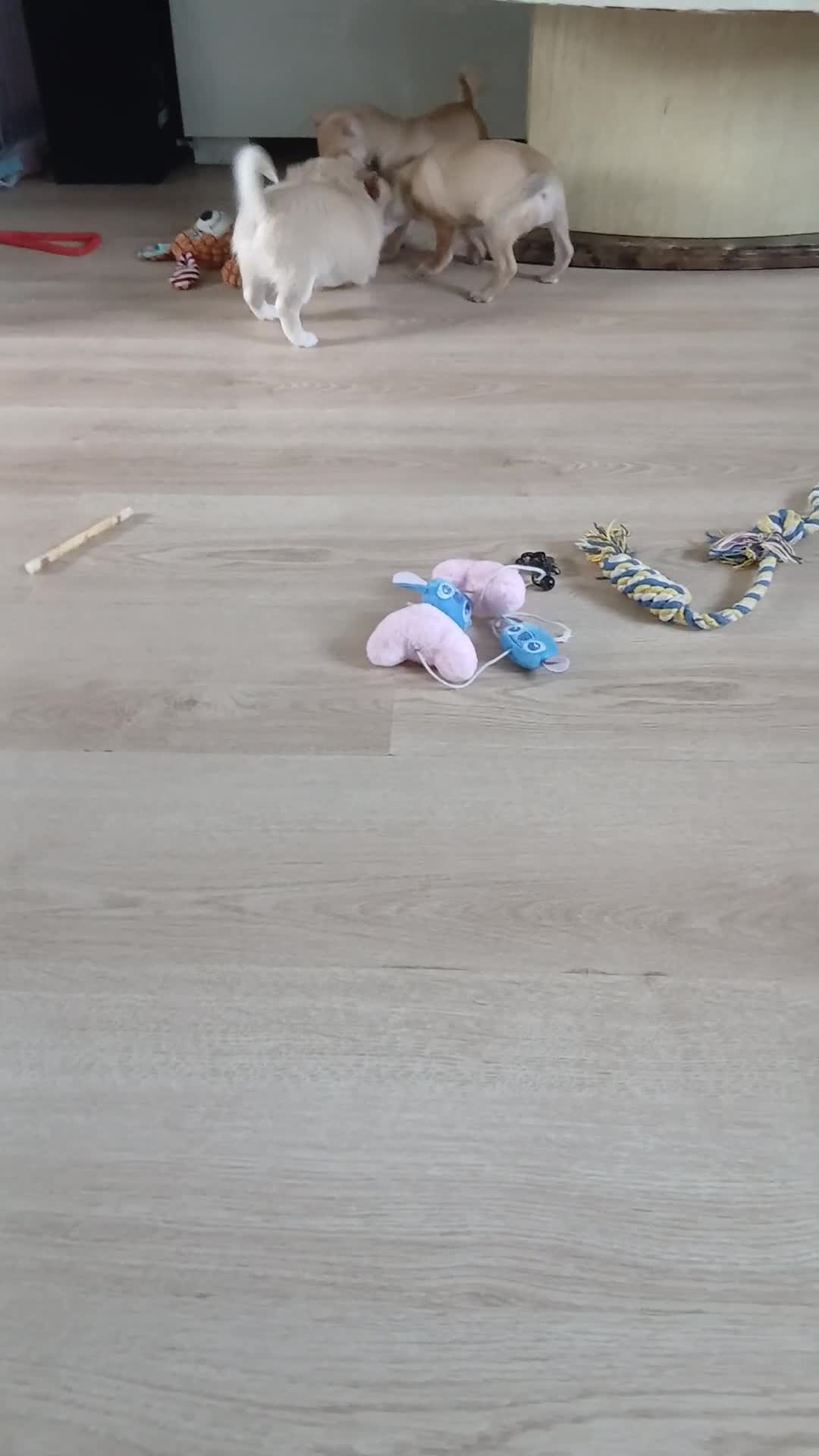 Chihuahua dogs for sale: three beautiful Chihuahua puppies  - Video 1