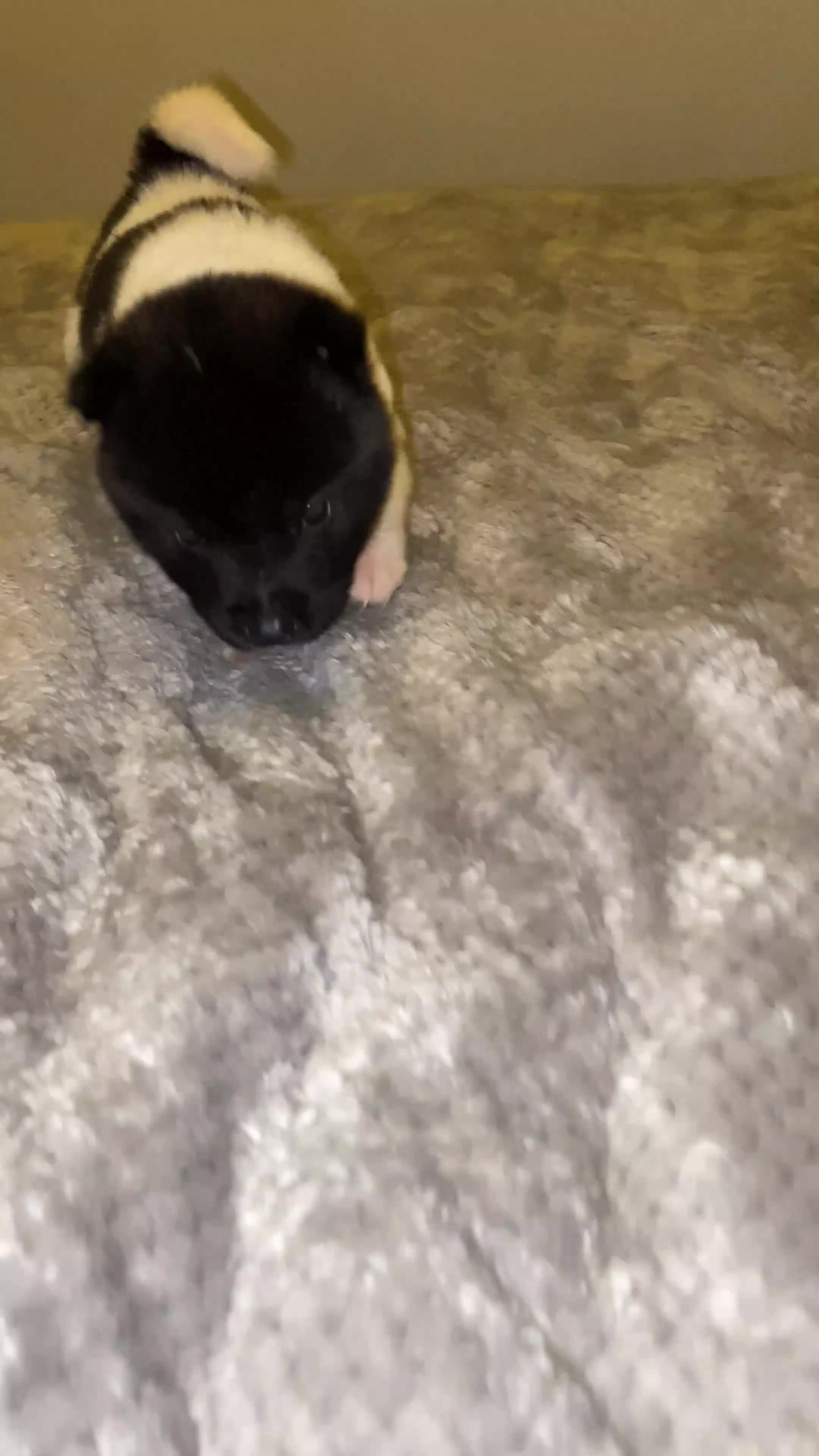 Akita dogs for sale: Beautiful American Akita Puppies 9 Boys 3 Females  - Video 1