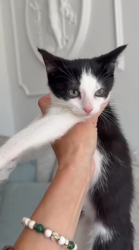 Turkish Angora cats for sale: 😻 Last 2 Turkish Angora X Kittens - Video 1