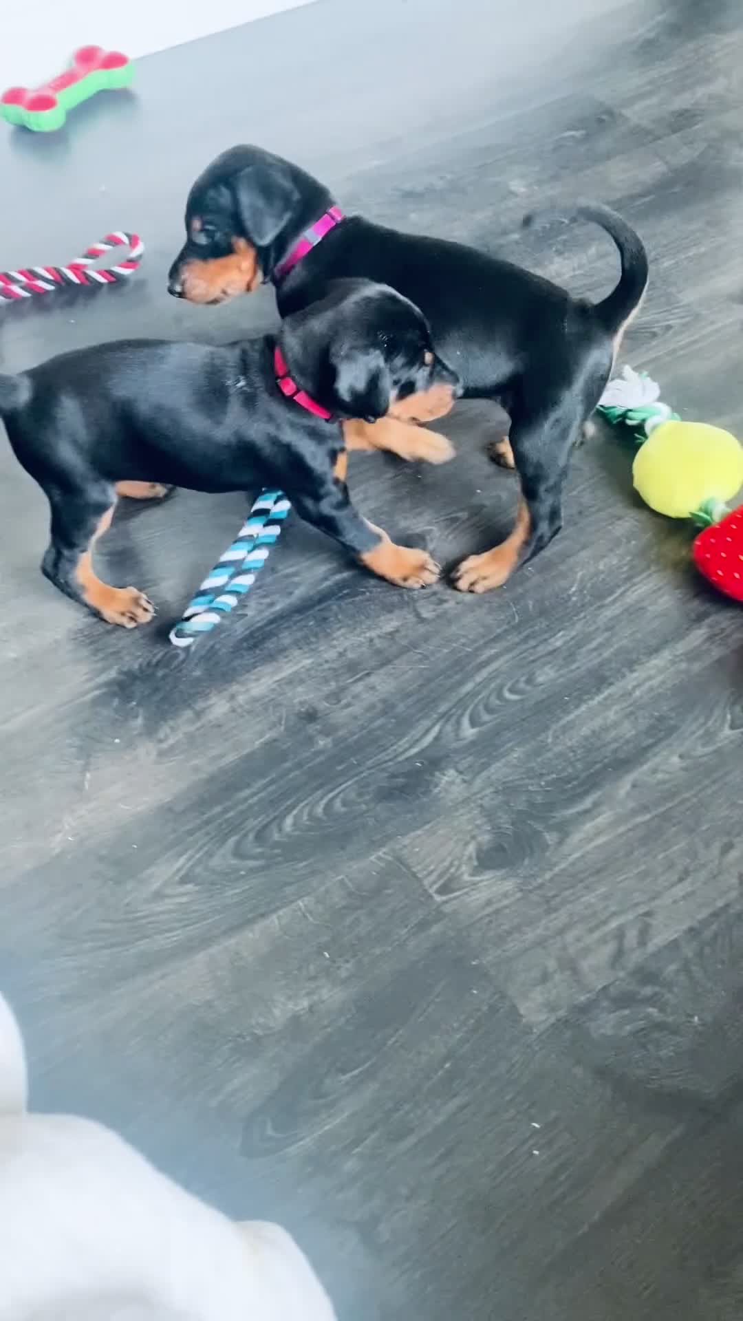 Dobermann dogs for sale: KC REGISTERED - DOBERMAN PUPPIES - Video 2