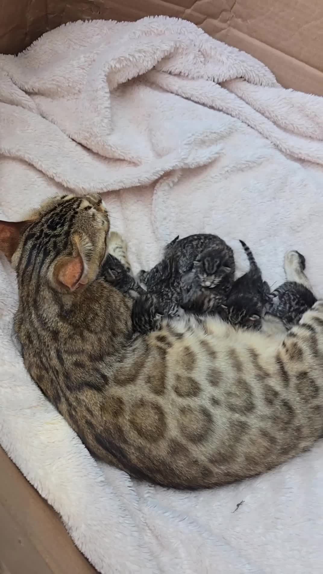 Mixed Breed cats for sale: Bengal mum - Video 1
