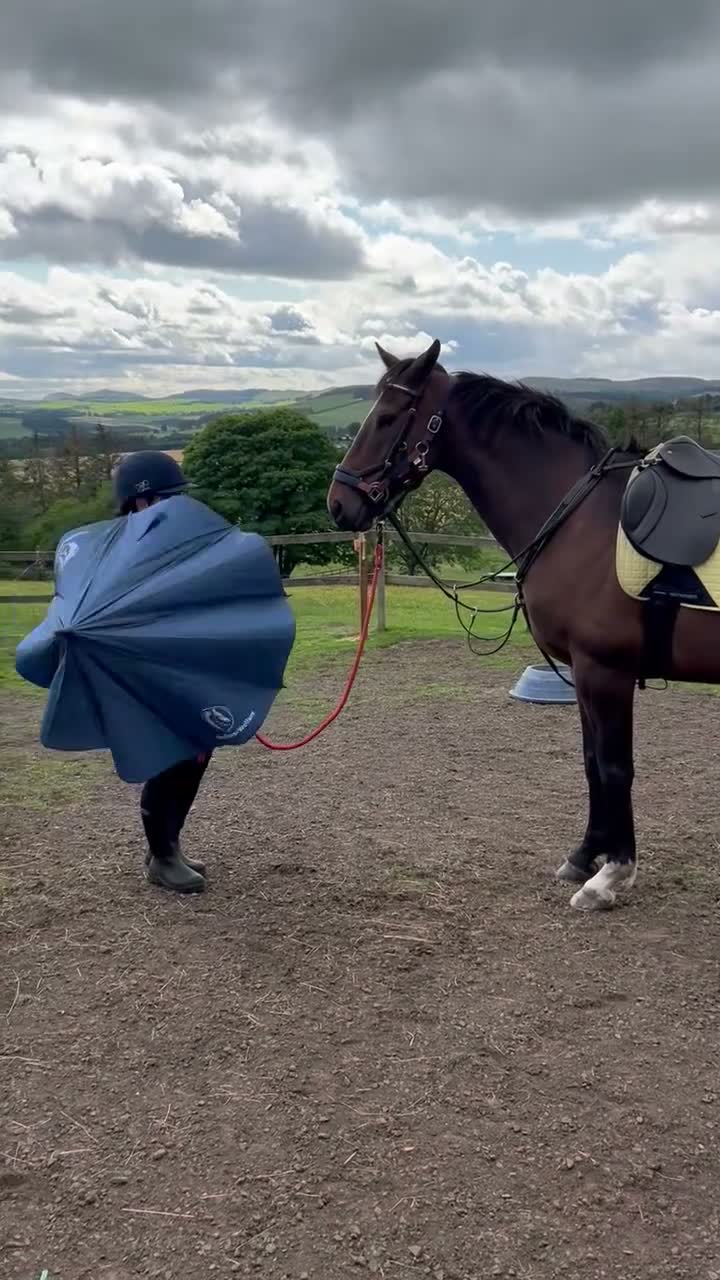 Irish Sports horses for sale: Fantastic opportunity to produce  - Video 1