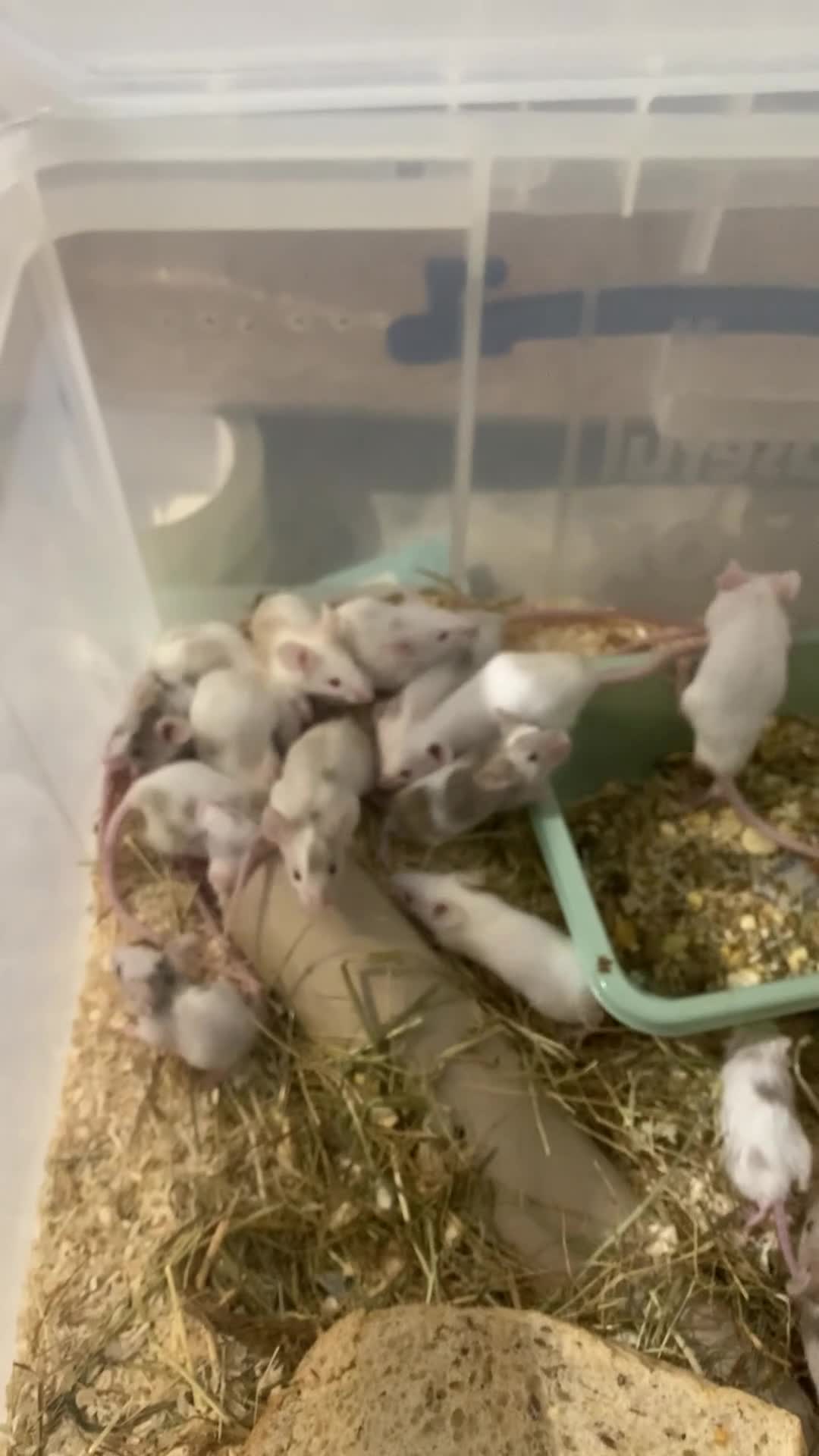 Mouse rodents for sale: Let fancy mice  - Video 2