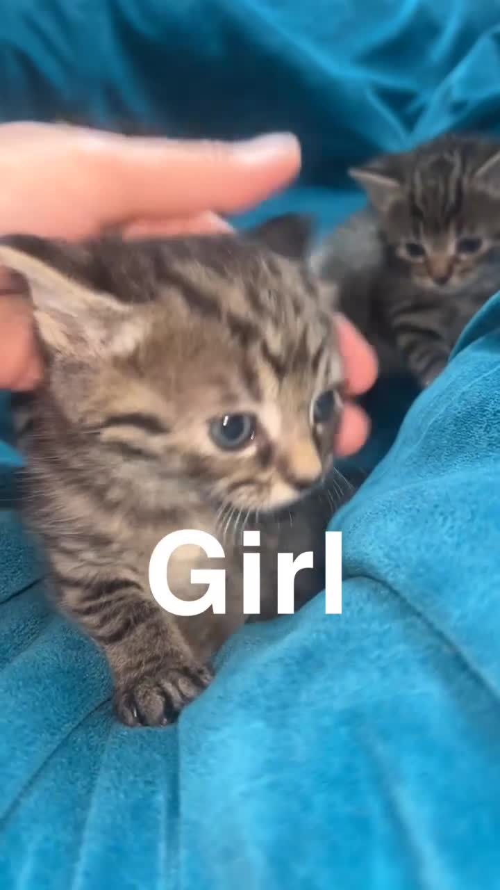 Mixed Breed cats for sale: 5 gorgeous kittens for reservation  - Video 4