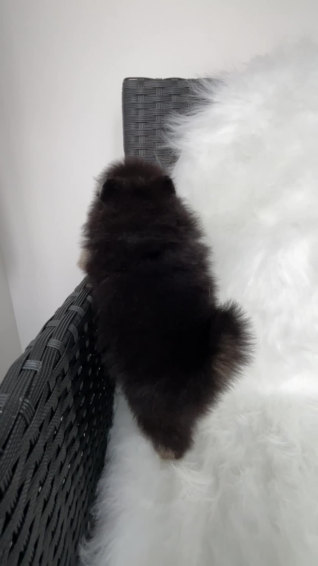 Pomeranian dogs for sale: 🐾 RESERVATIONS NOW OPEN 🐾 - Video 5