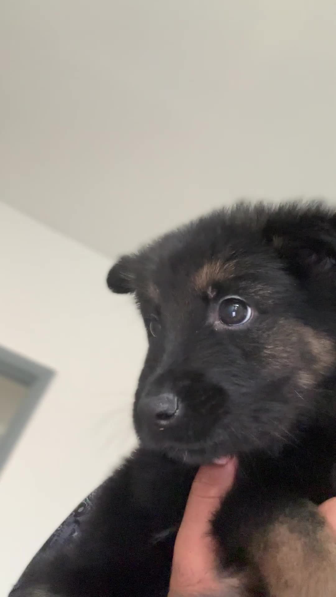 Mixed Breed dogs for sale: German shepherd pups  - Video 2
