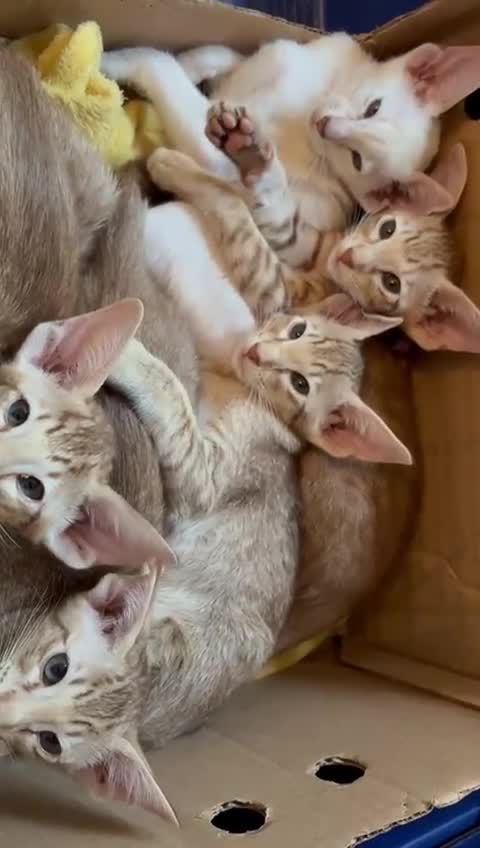 Oriental cats for sale: GCCF Oriental - Video 1