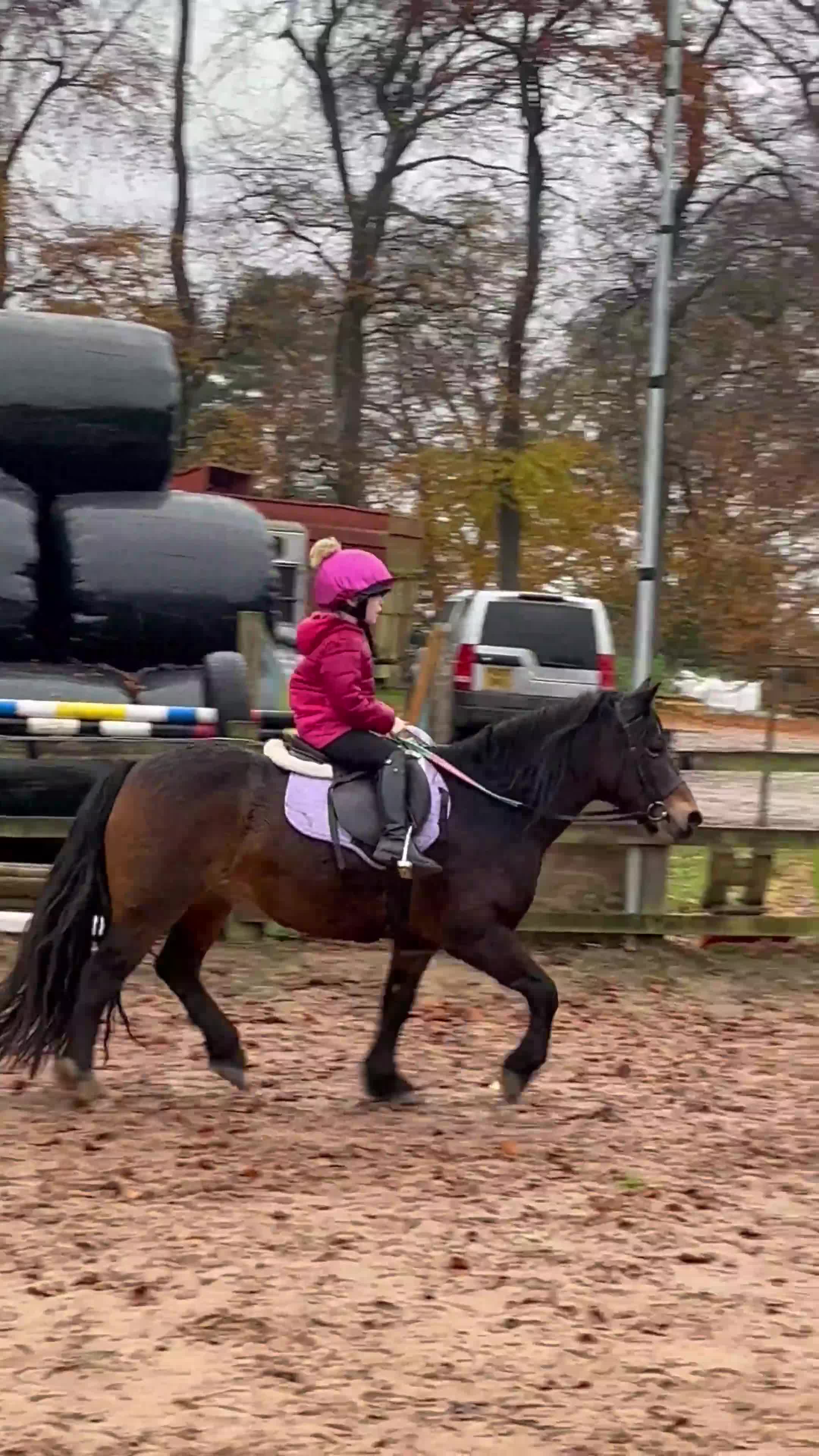 Dartmoor horses for sale: Betty  - Video 1